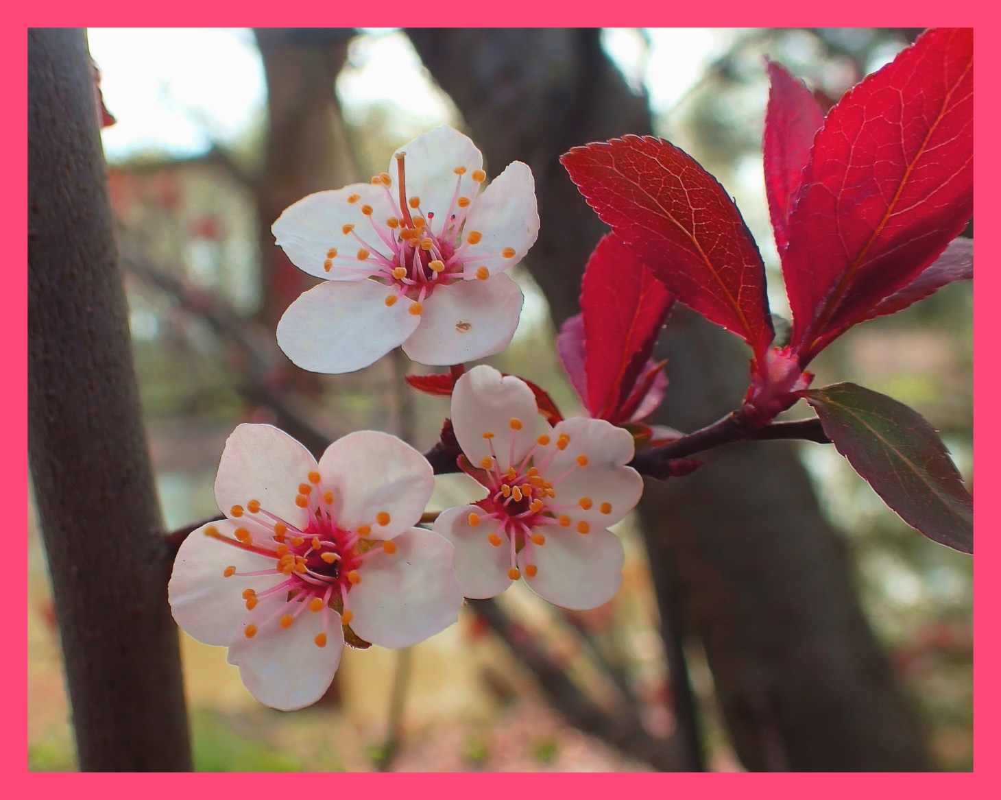Plum Tree Blossoms. (1)  Photo by Thomas Peace c. 2015