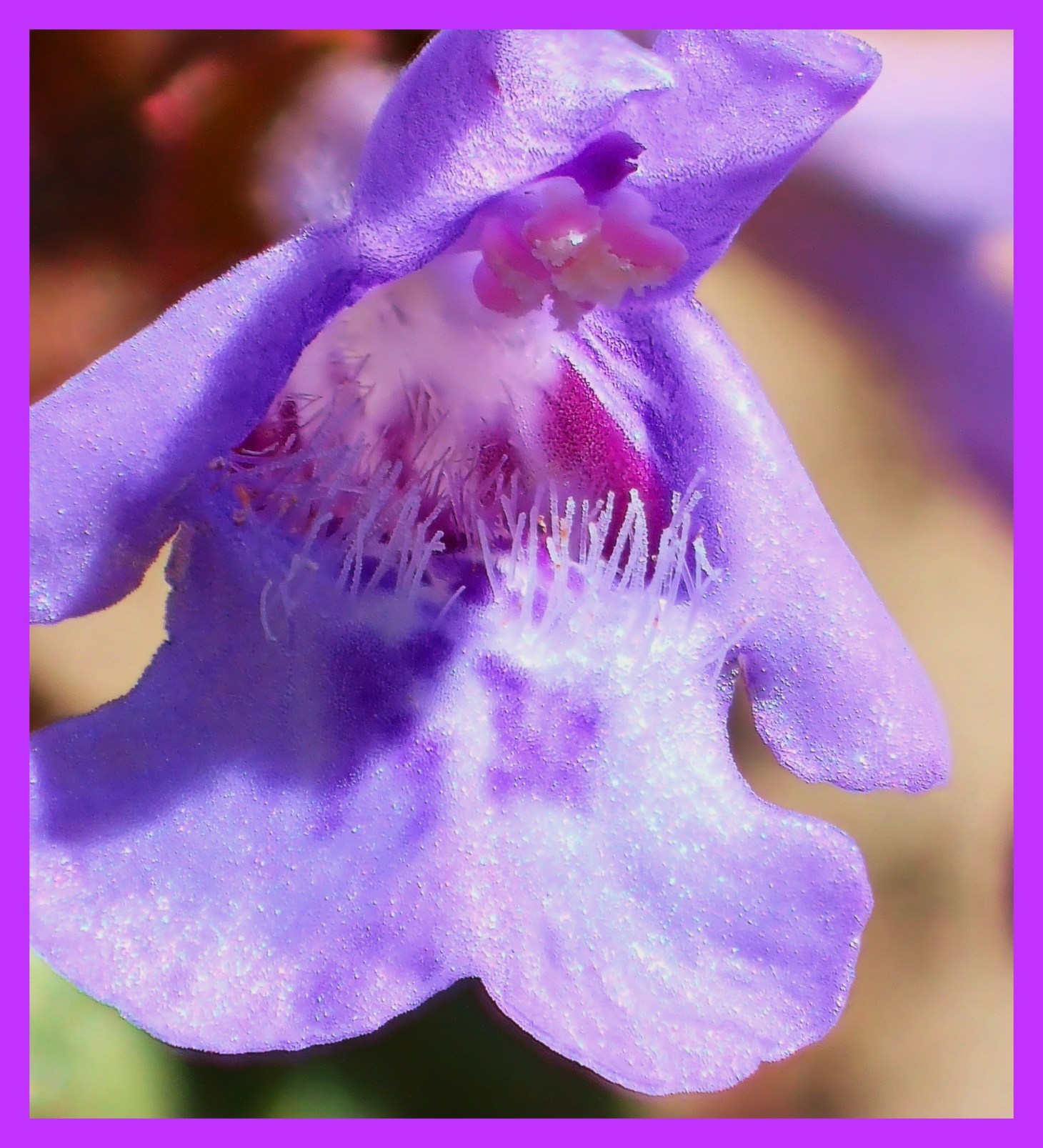  Wild Violet; one of many in the backyard. Photo by Thomas Peace c. 2015
