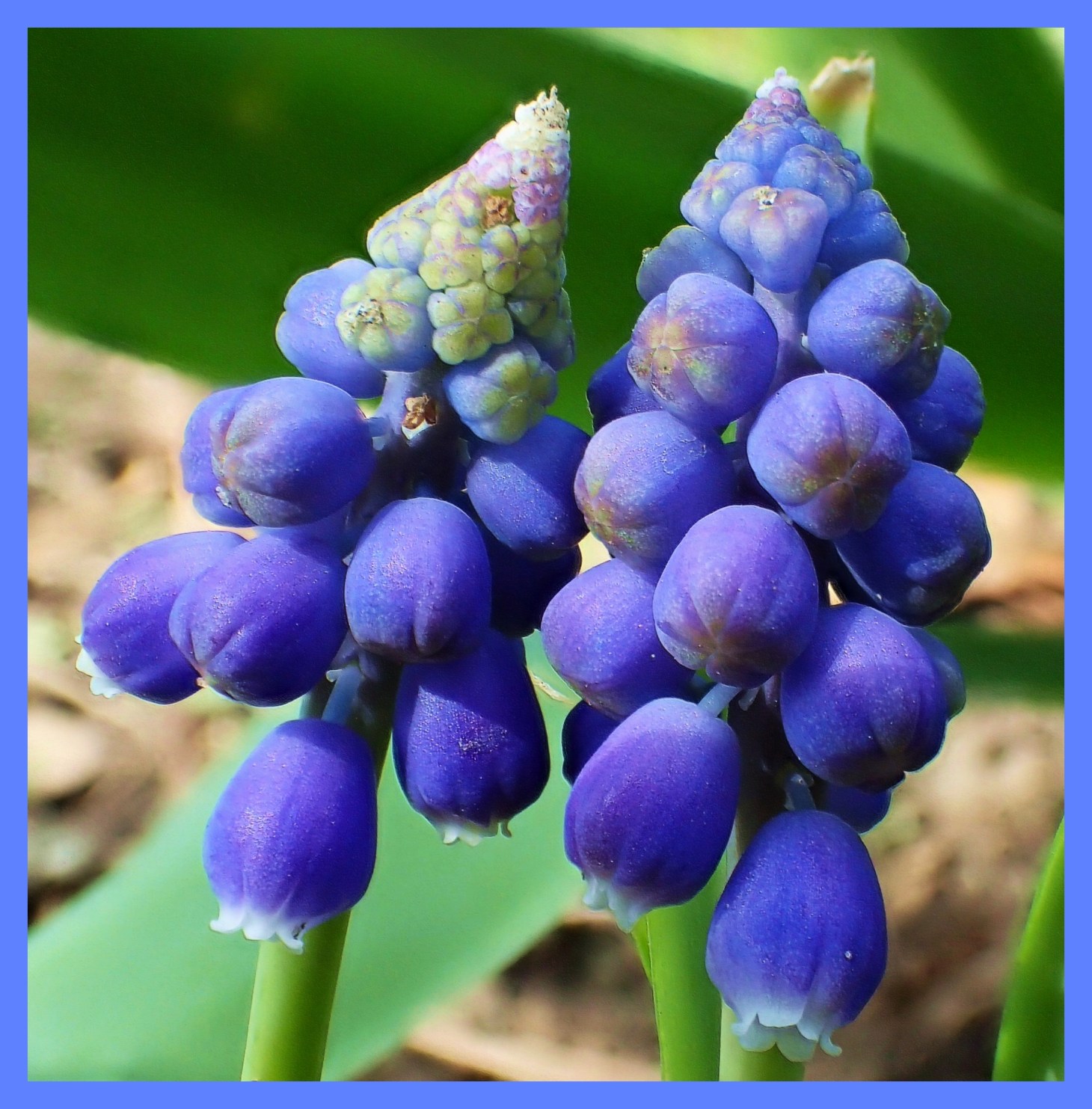 Grape Hyacinths (1).  Photo by Thomas Peace c. 2015