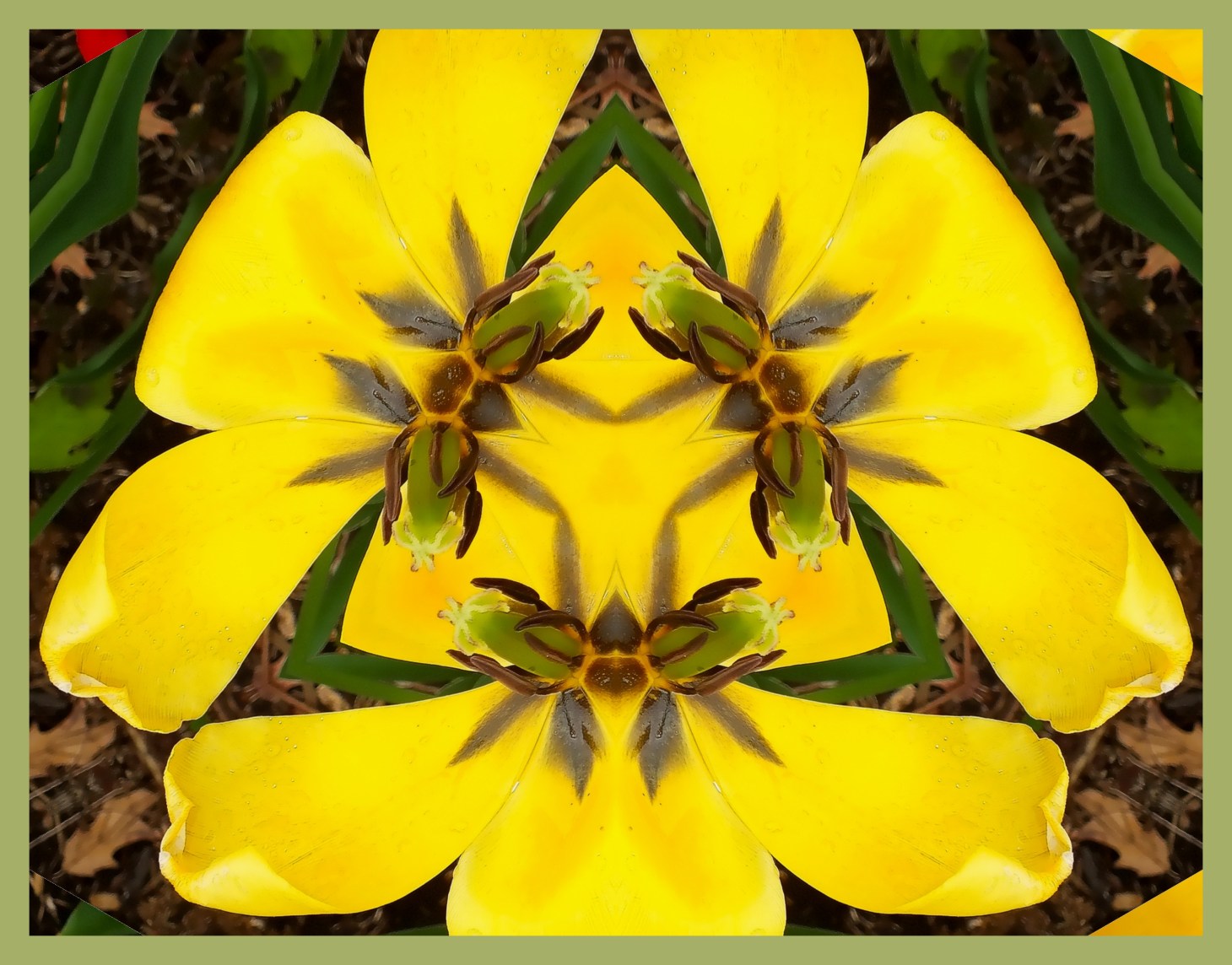 Mostly Yellow. (2) Photo by Thomas Peace c. 2015