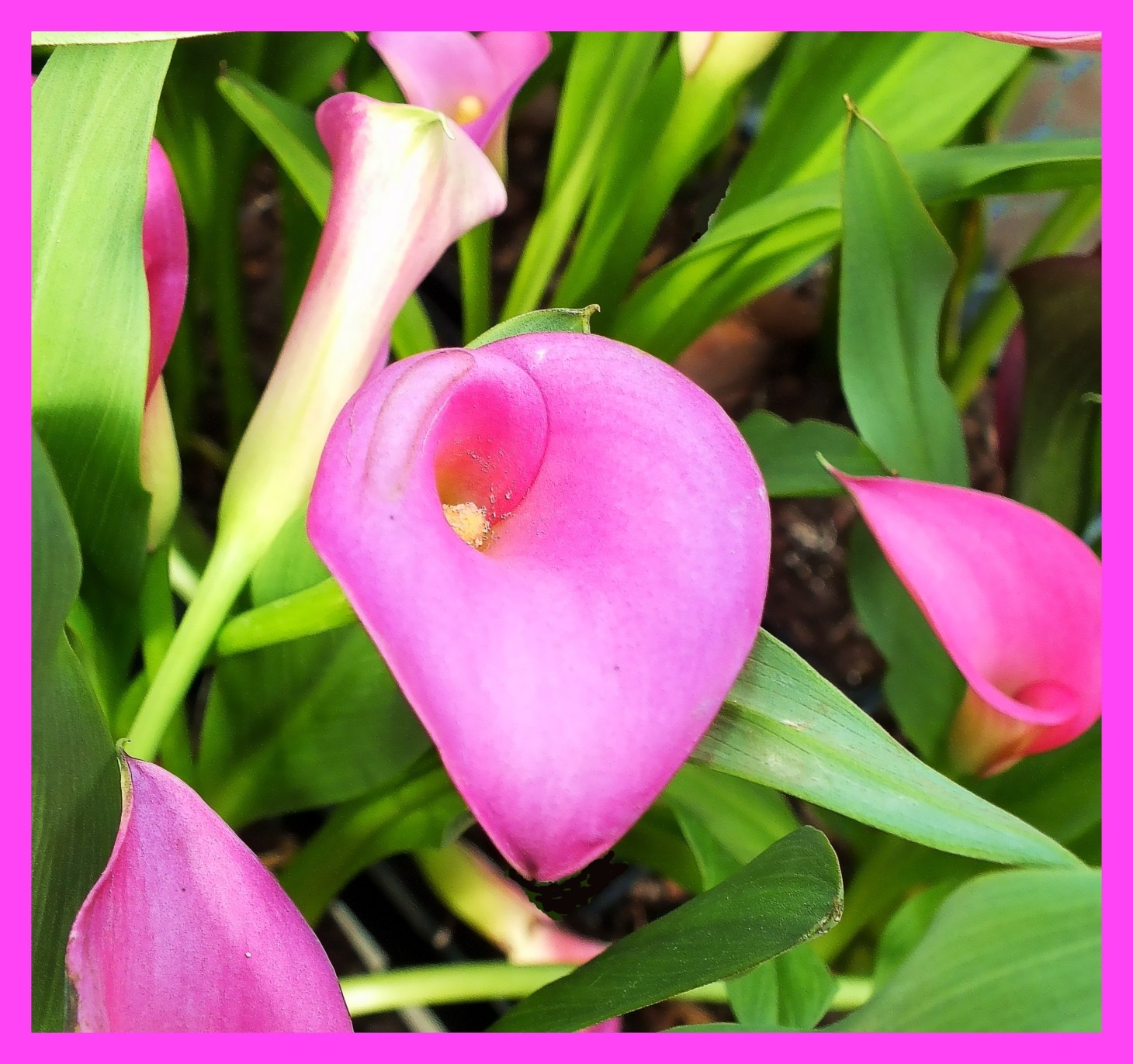 Heart of the Flower.  Photo by Thomas Peace c. 2015