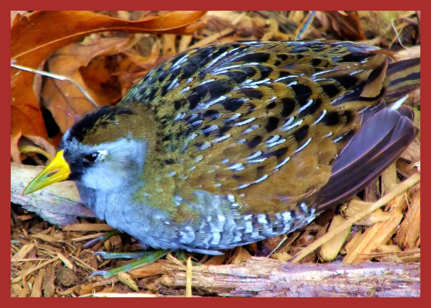 Resting Fledgling. (1) Photo by Thomas Peace c. 2015