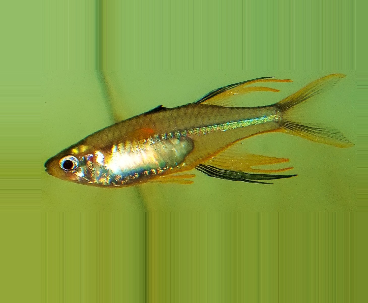 A male Celebes Rainbowfish in a large, freshwater aquarium; this fish has continued to live for a very long time. Photo by Thomas Peace c. 2015