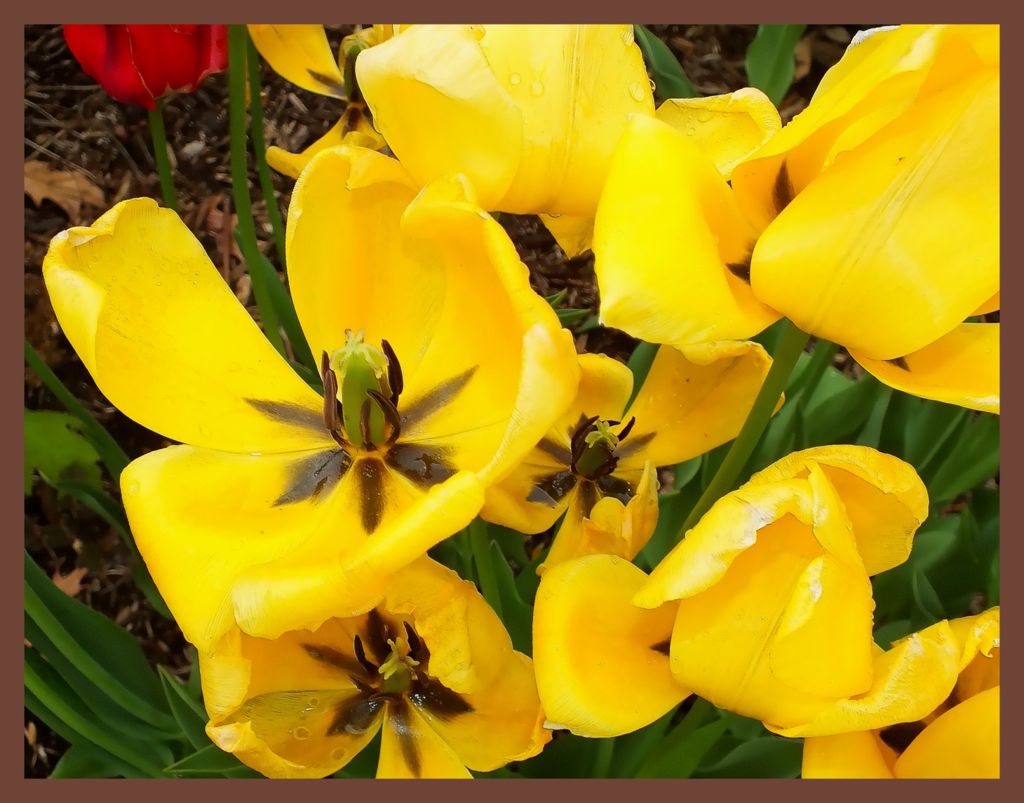 Mostly Yellow. (1) Photo by Thomas Peace c. 2015