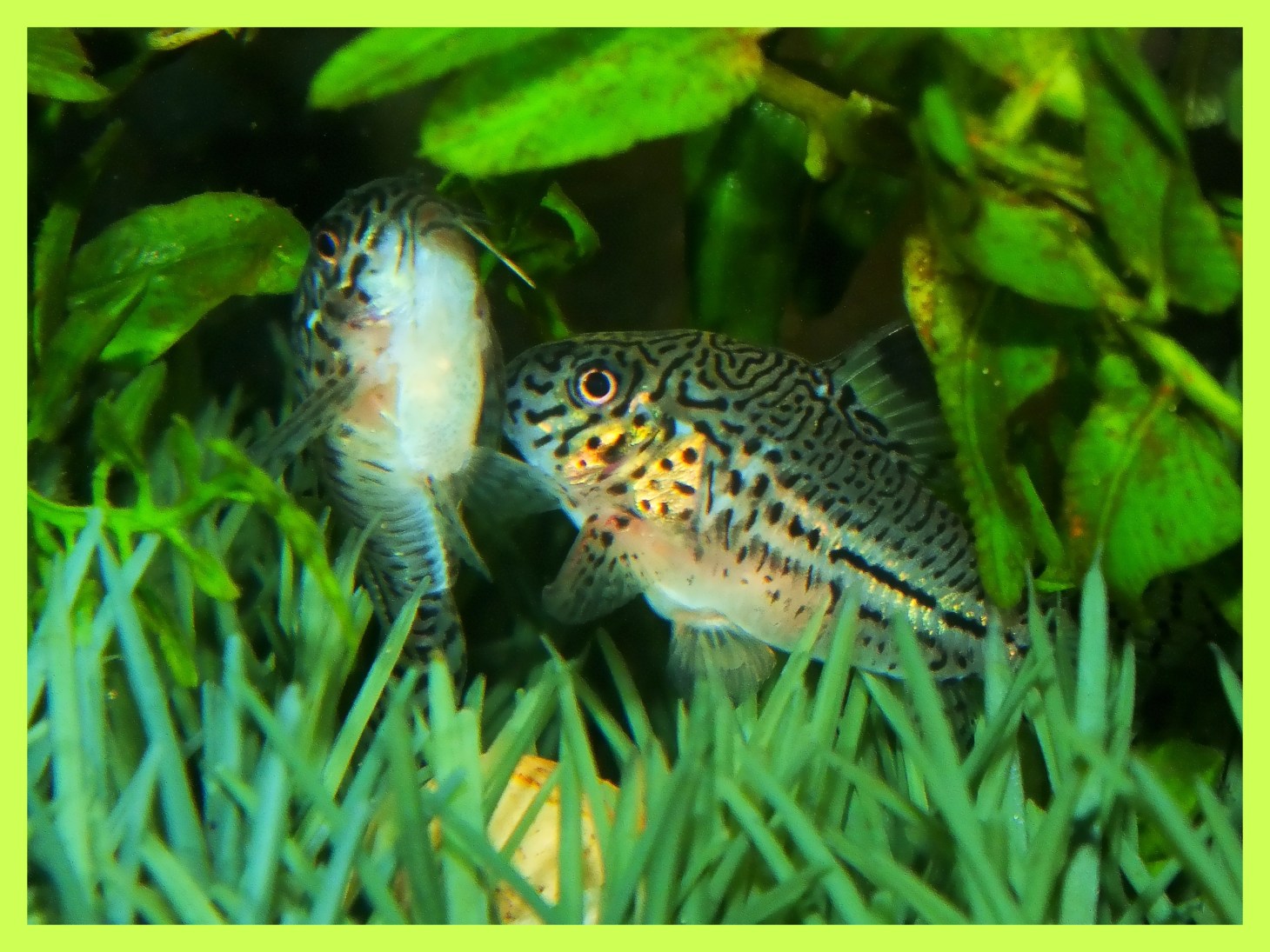 Corydoras trilineatus mating with eggs below clasped in female's bottom fins. Photo by Thomas Peace c. 2015