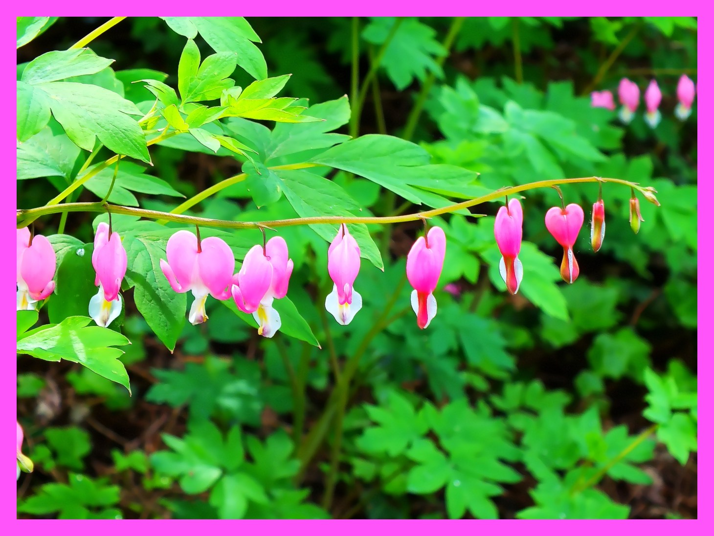 Heart of the Sunrise. (From my sister-in-law Mary's yard) Photo by Thomas Peace c. 2015