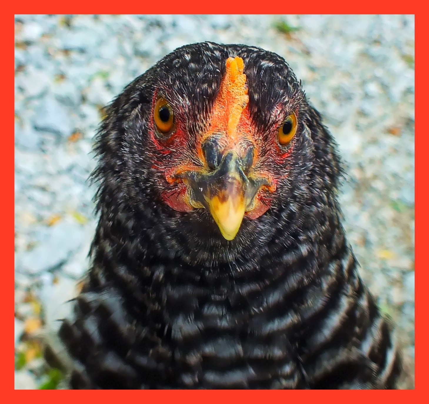 Stereoscopic Vision. Photo by Thomas Peace c. 2015