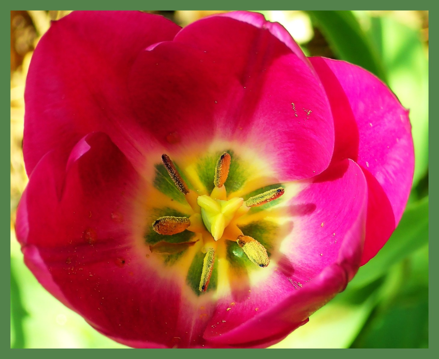 Pistil, Stamen, Petals. (1) Photo by Thomas Peace c. 2015