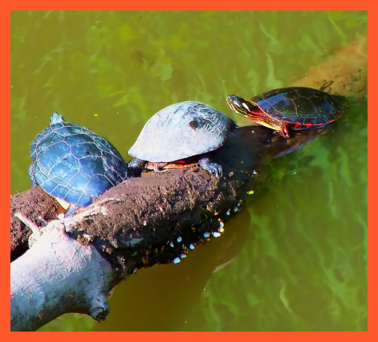 Sunbathing (1). Photo by Thomas Peace c. 2015