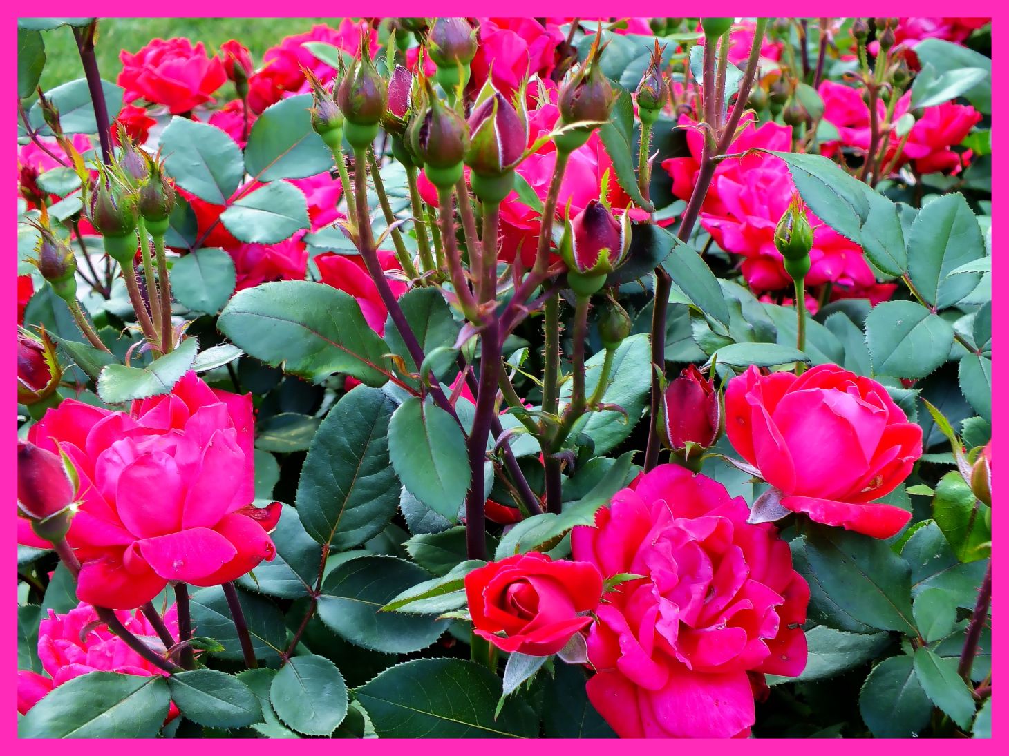 The Rose Garden. Photo by Thomas Peace c. 2015