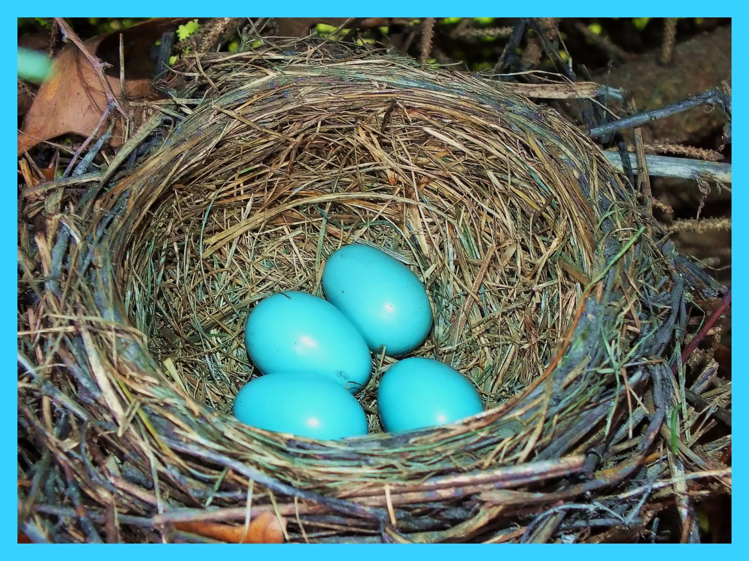 Unhatched. Photo by Thomas Peace c.2015