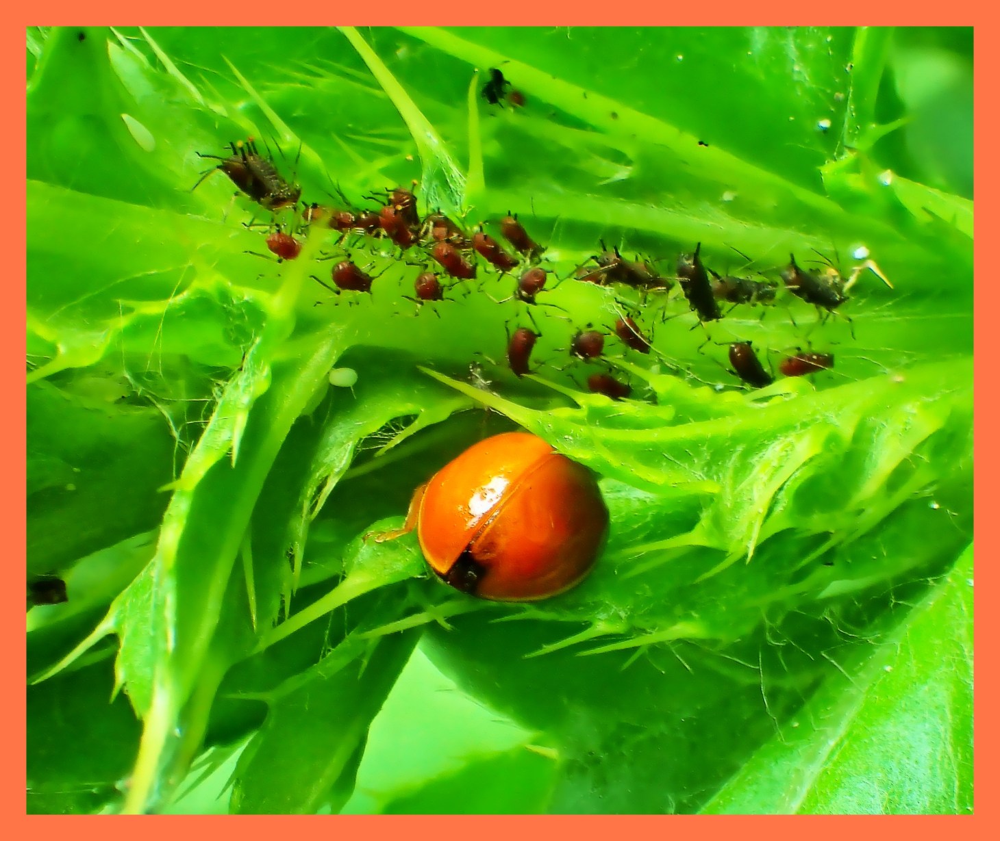 Ladybug and the aphids it eats.  Photo by Thomas Peace c. 2015