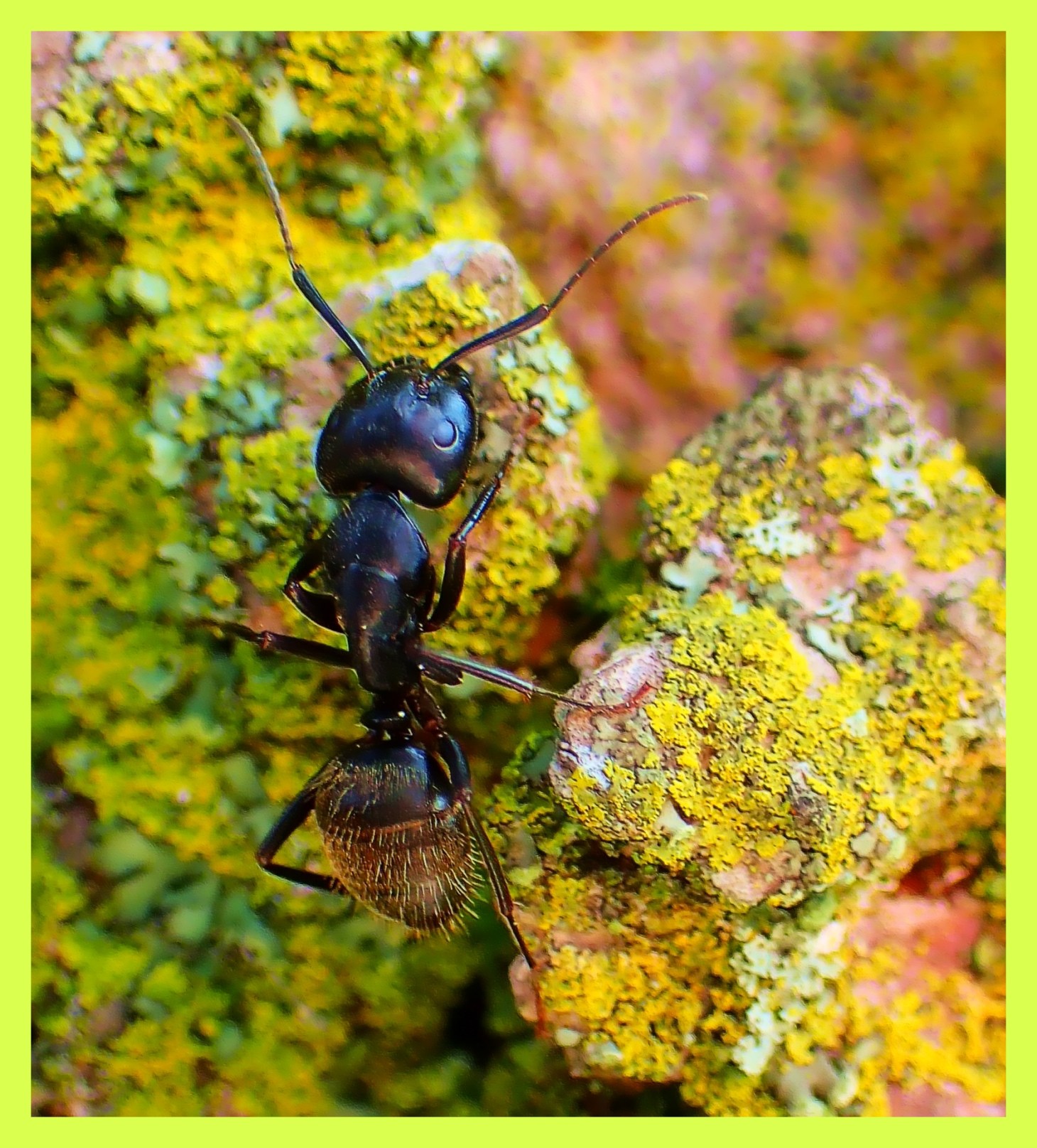 Ant on Lichen. Photo by Thomas Peace c. 2015