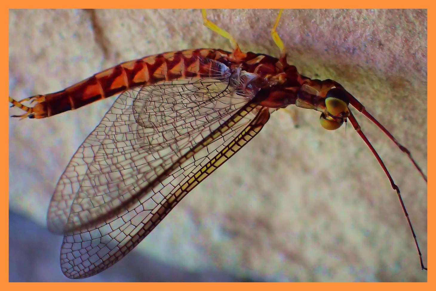 Mayfly Study (1). Photo by Thomas Peace c. 2015