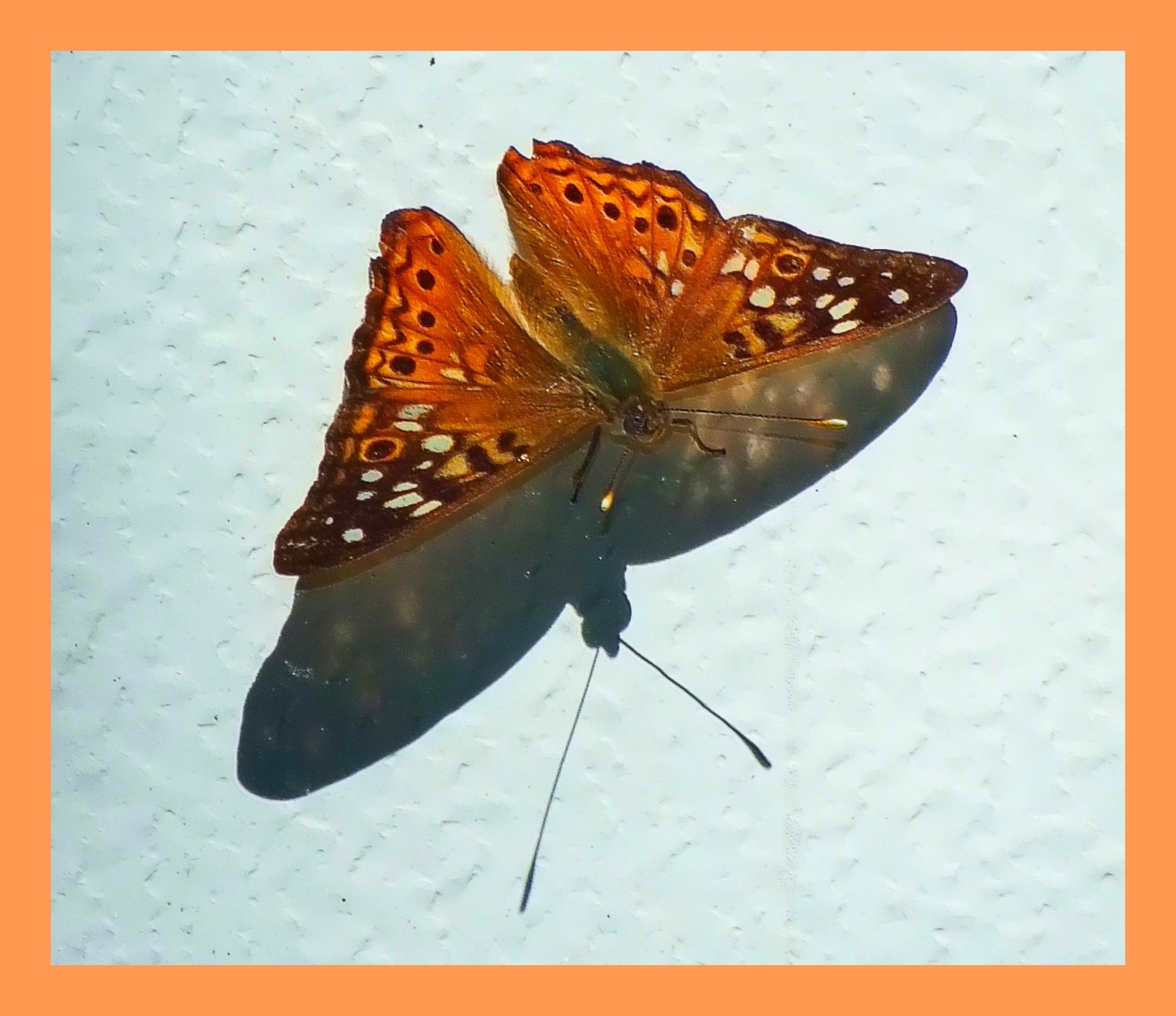 We are the butterflies. (1)  Photo by Thomas Peace c. 2015