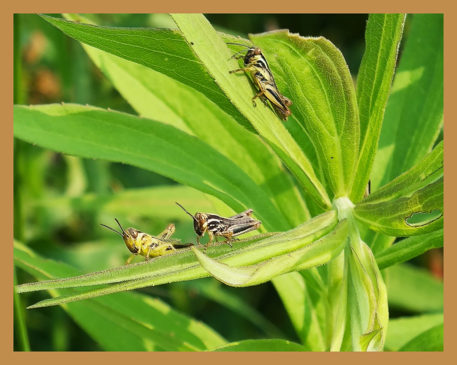 Three's company. (There's a fourth, but it's hiding.)  Photo by Thomas Peace c. 2015