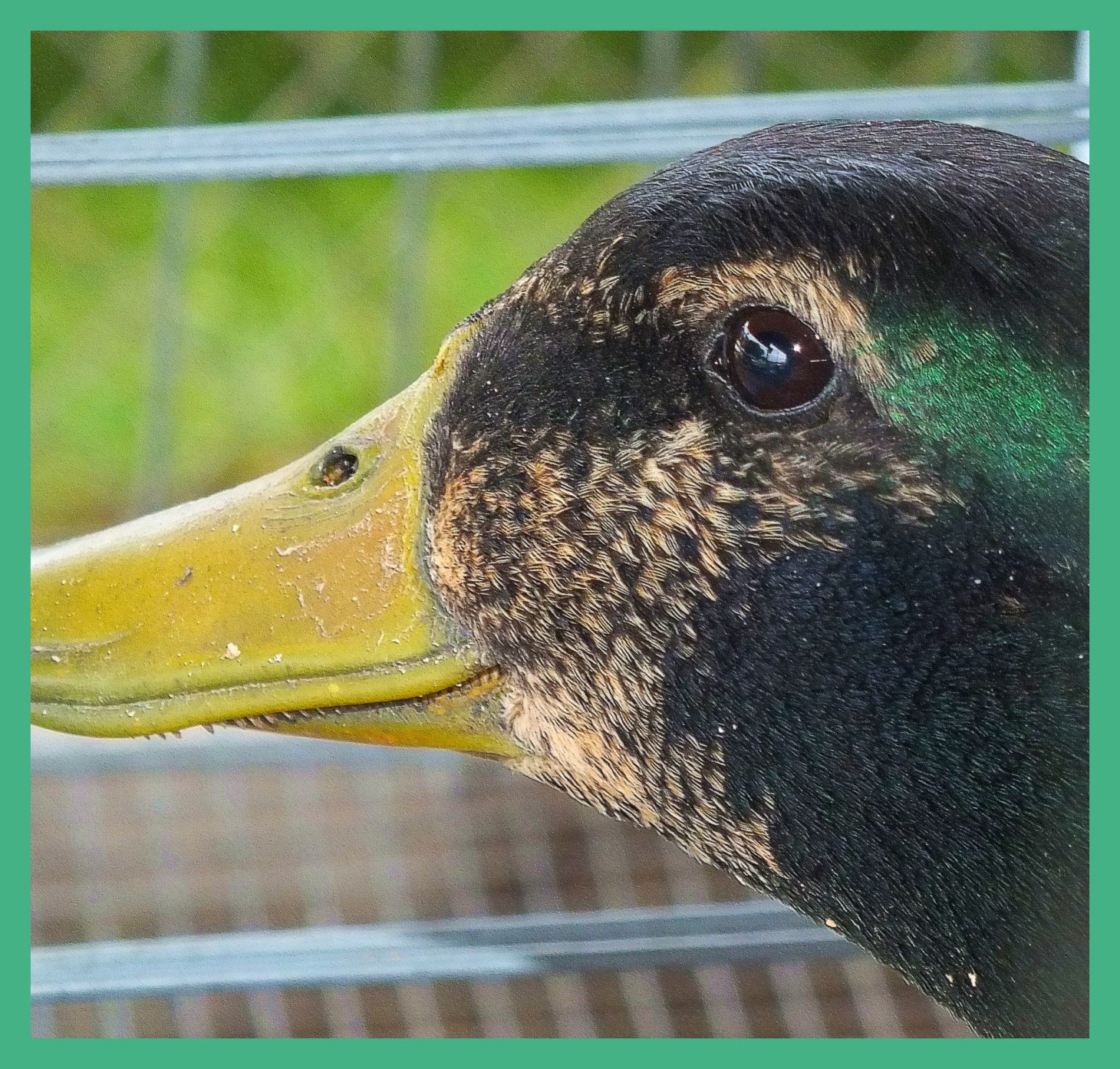 Duck Teeth. Photo by Thomas Peace c. 2015