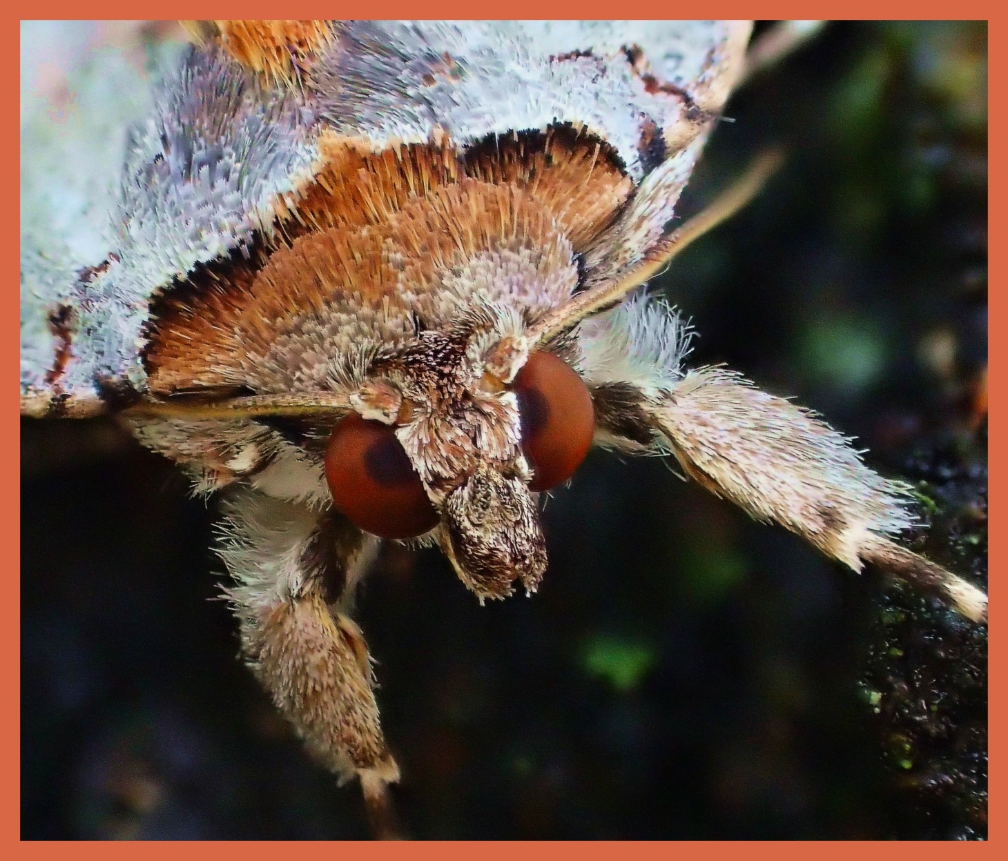 Moth Head Study. Photo by Thomas Peace c. 2015