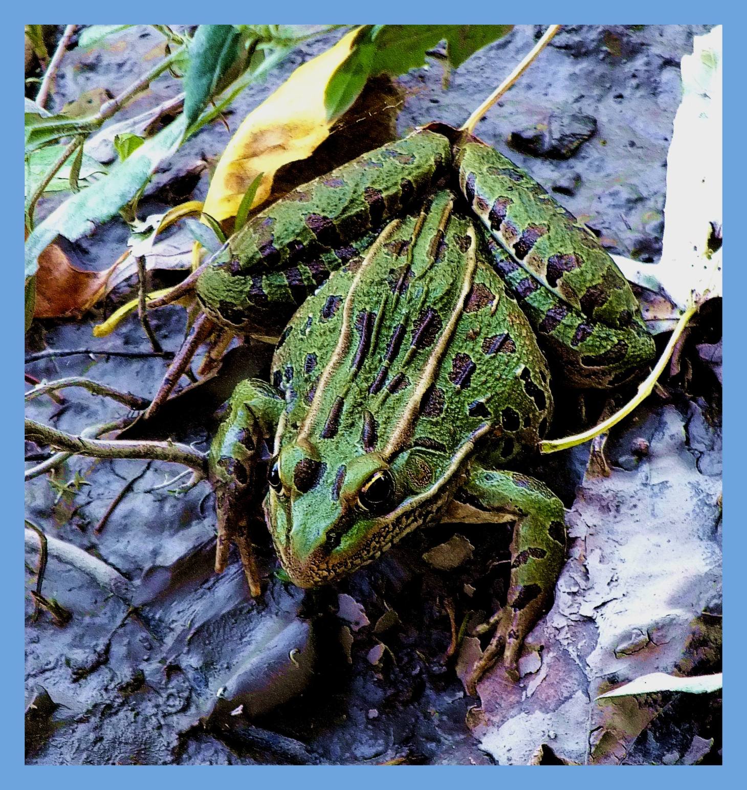  Fly-catching. (1) Photo by Thomas Peace c. 2015