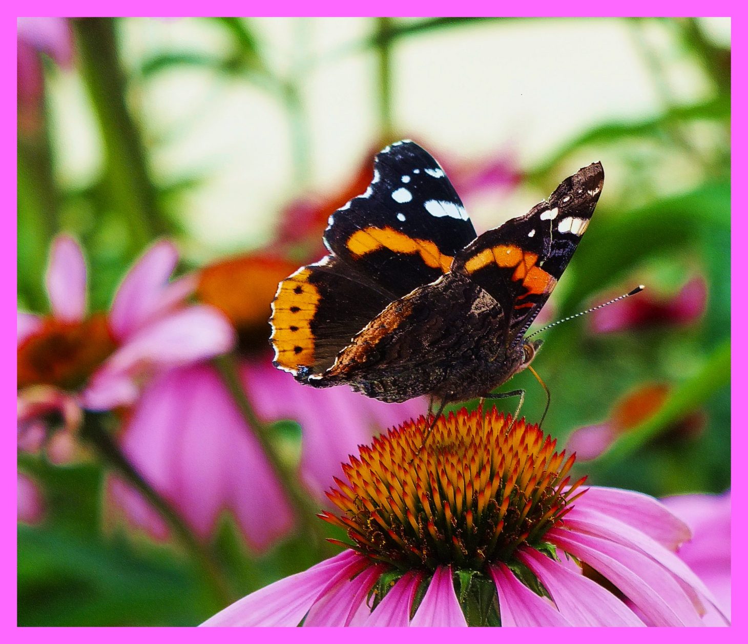 In the pink. Photo by Thomas Peace c. 2015