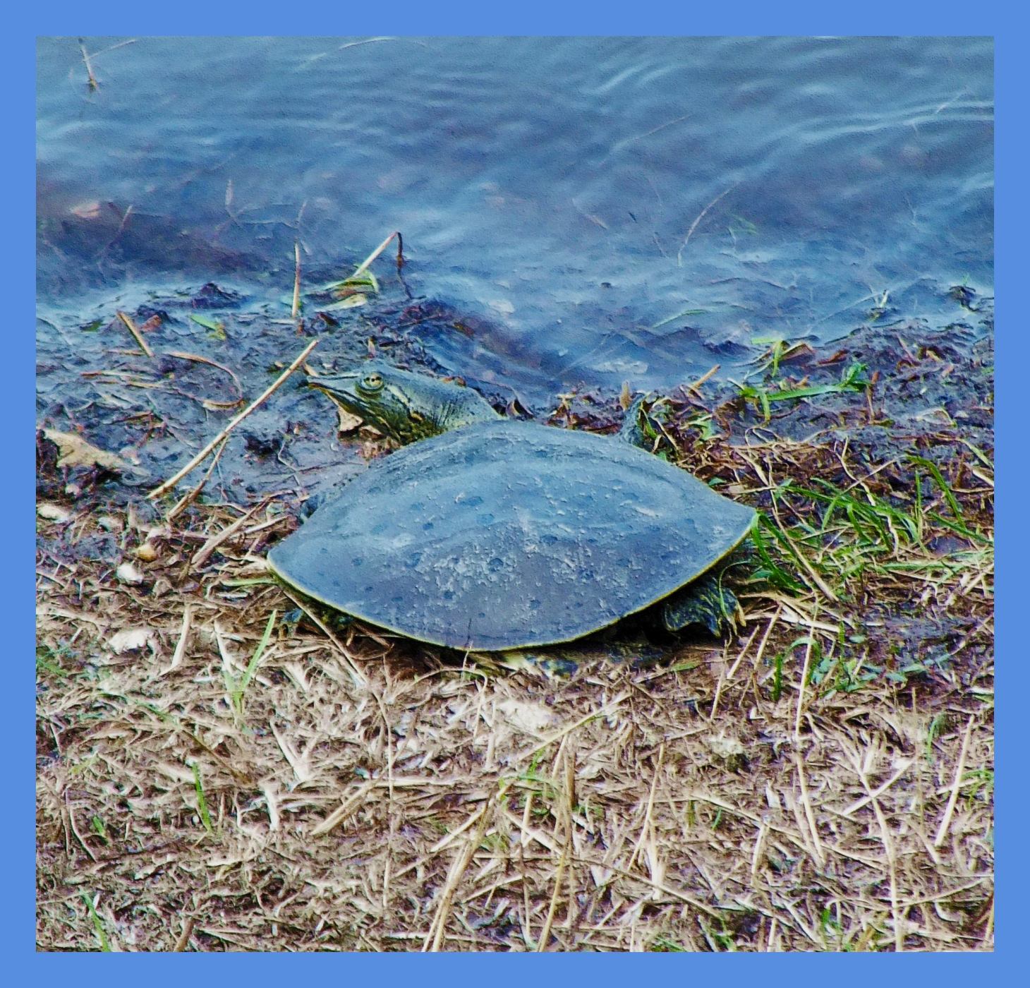 Softshelled Turtle. Photo by Thomas Peace c. 2015
