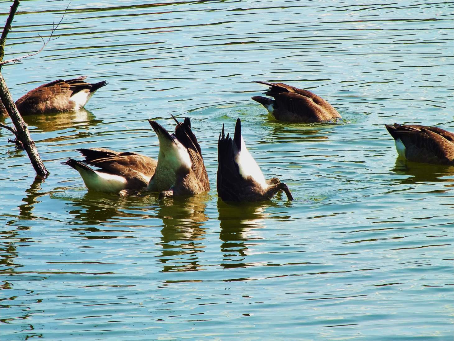 Downsideup. Photo by Thomas Peace c. 2015