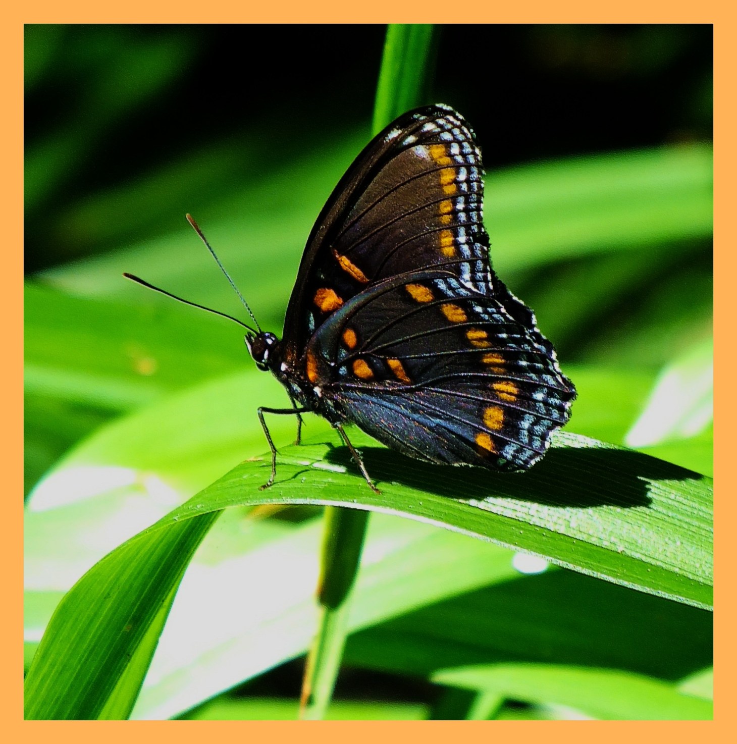 Perpetuity (1). Photo by Thomas Peace c. 2015