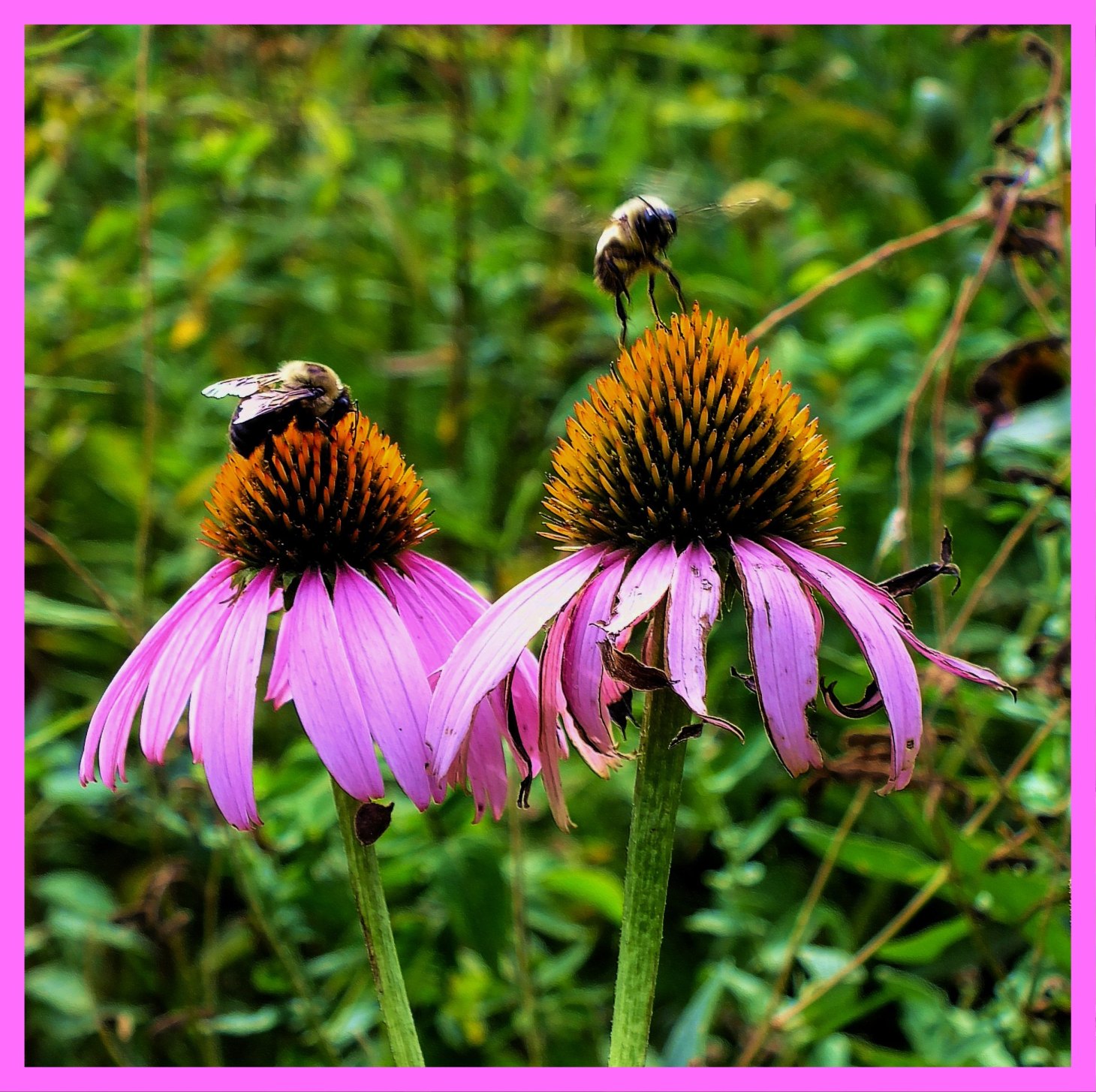 Taking off time. (1) Photo by Thomas Peace c. 2015