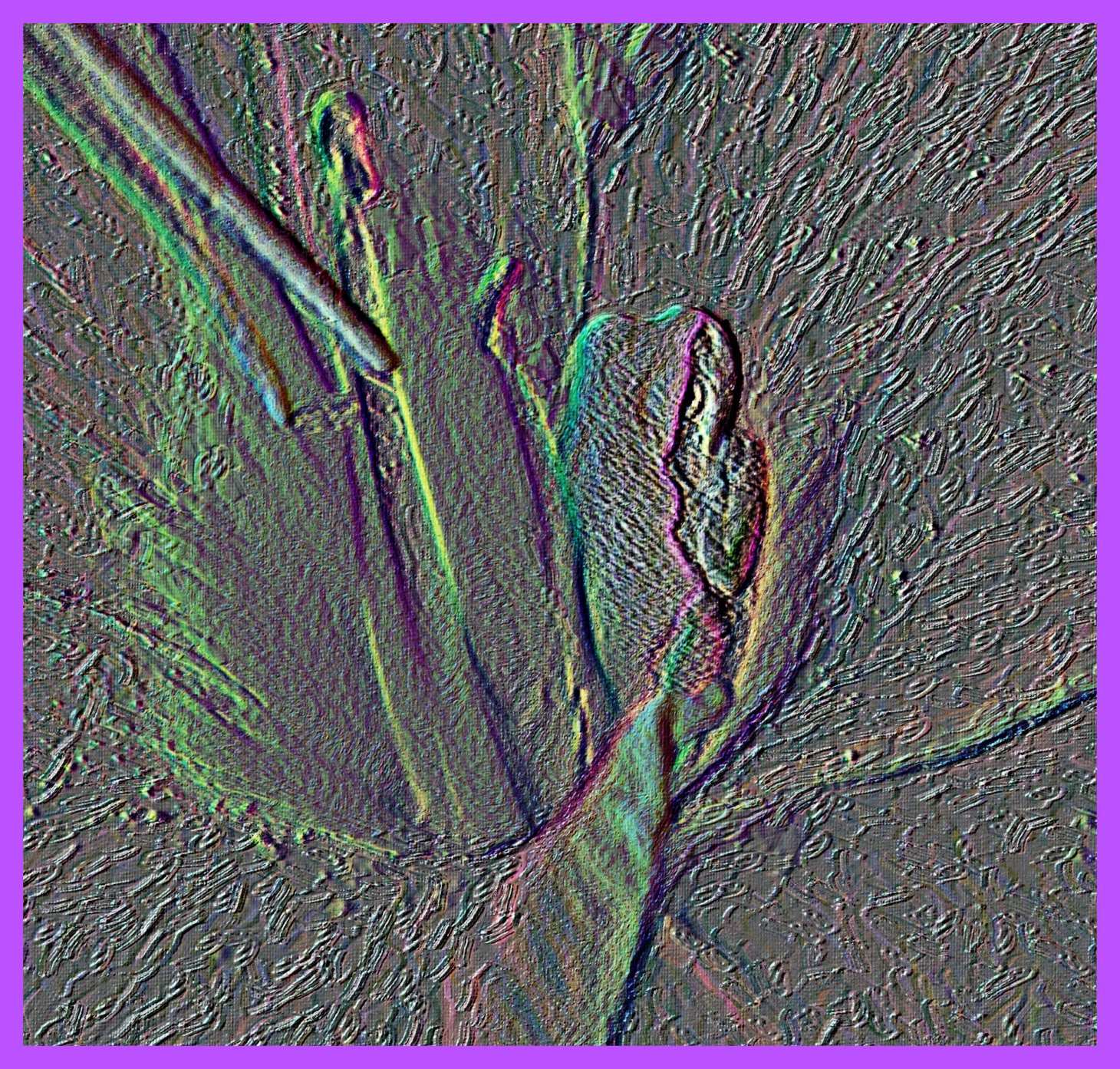 Green Tree Frog in Flower. (2) Photo by Thomas Peace c. 2015