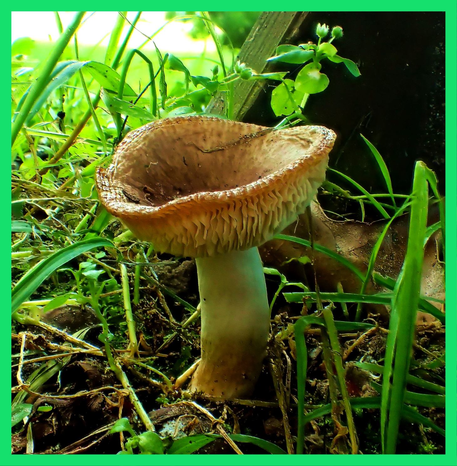 Bowl Mushroom (1) Photo by Thomas Peace c. 2015