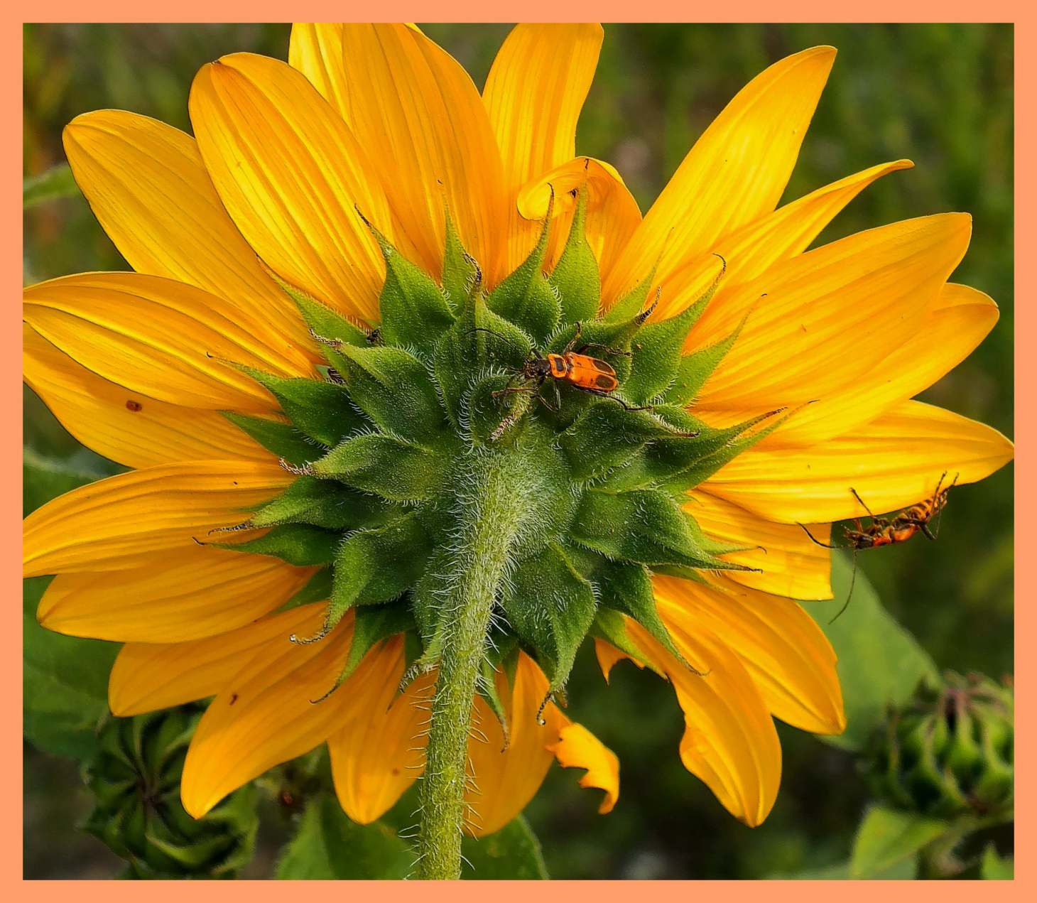 Soldier Beetles patrolling the area. Photo by Thomas Peace c. 2015