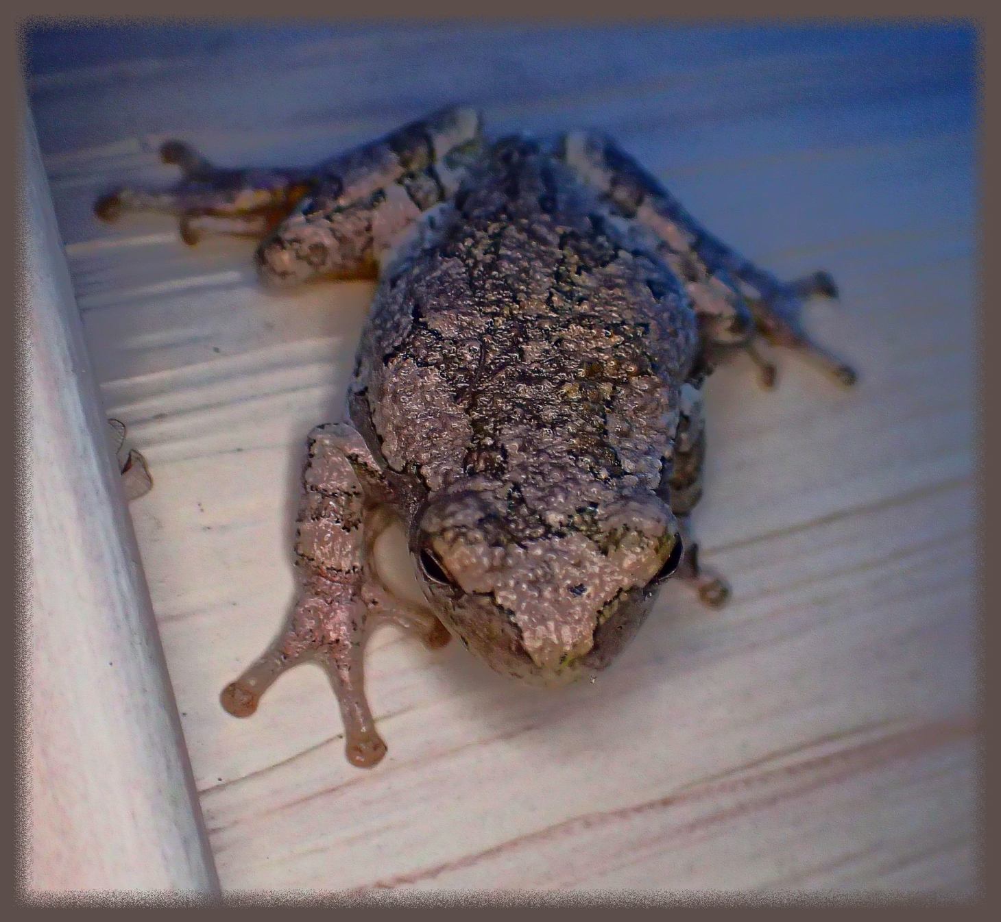 Tree Frog on brownish house siding (blending in quite nicely). Photo by Thomas Peace c. 2015