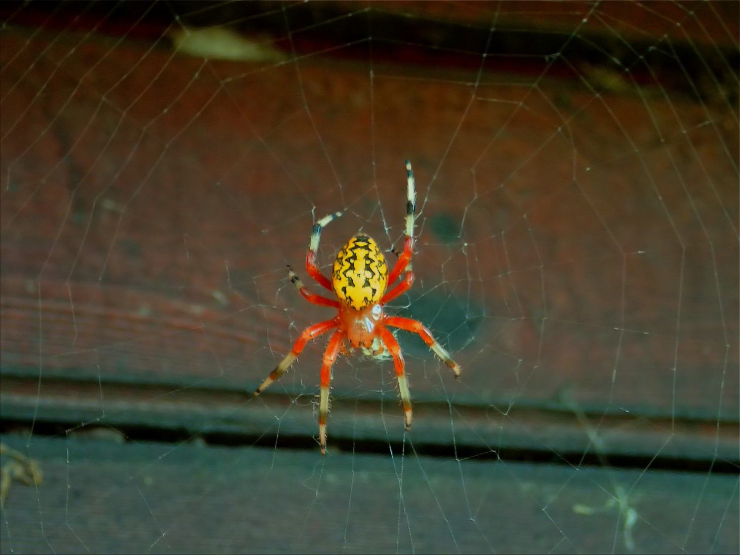 Halloween Arachnid. Photo by Thomas Peace c. 2015