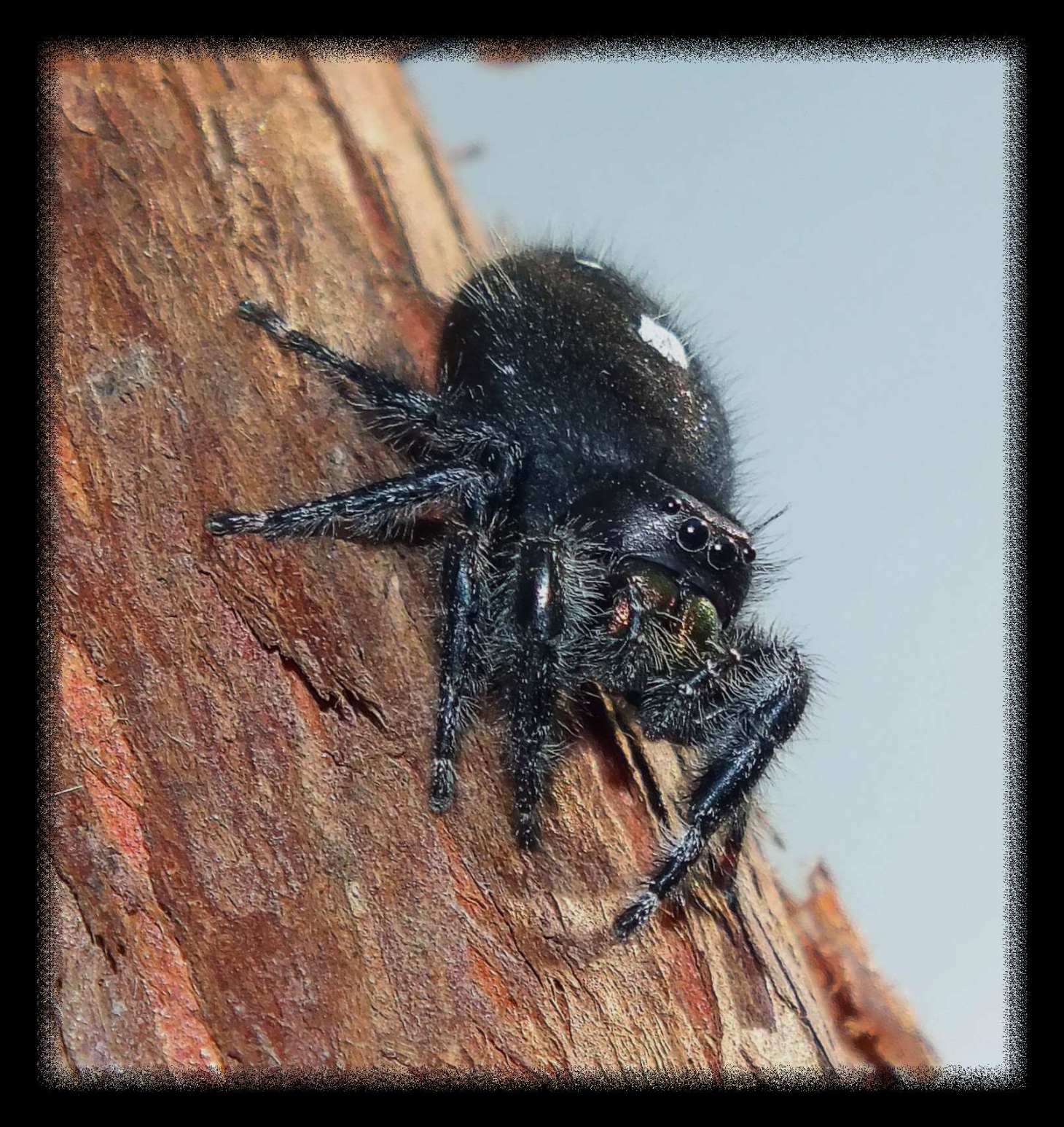 Watching (1). Photo by Thomas Peace c. 2015