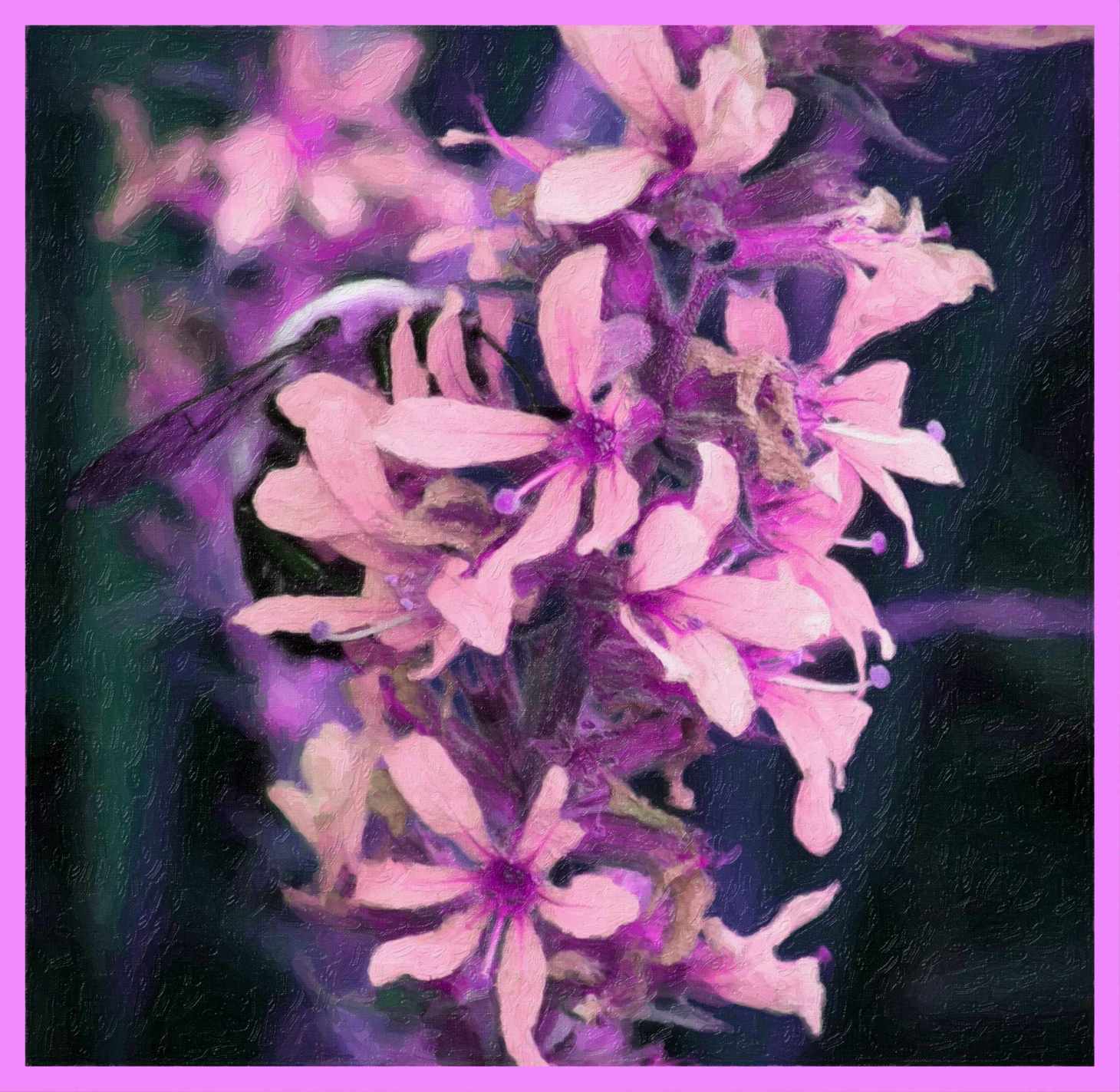 Explosion in Pink. (2) Photo by Thomas Peace c. 2015