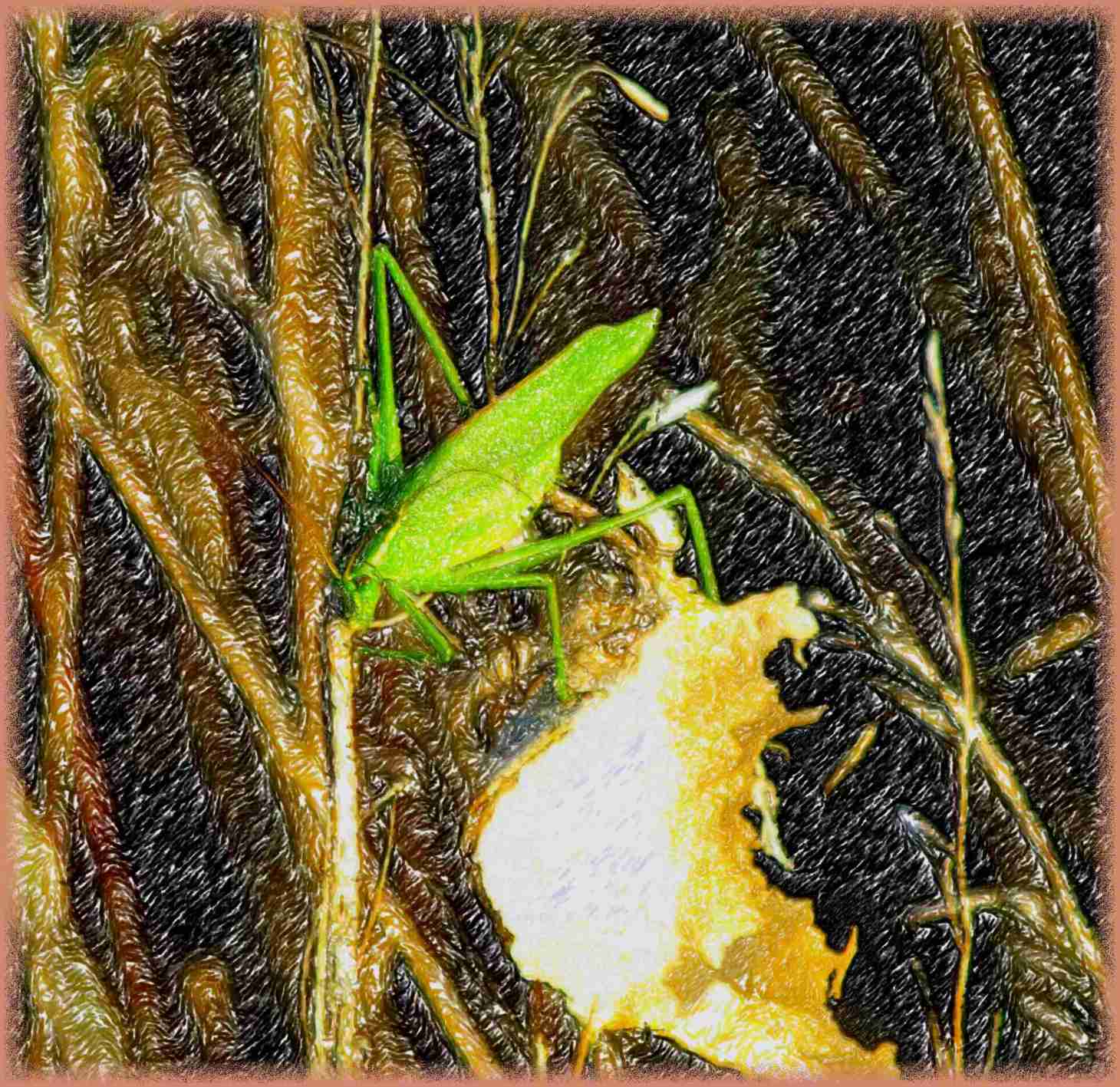 Katy with sound sensing legs (2) Photo by Thomas Peace c. 2016