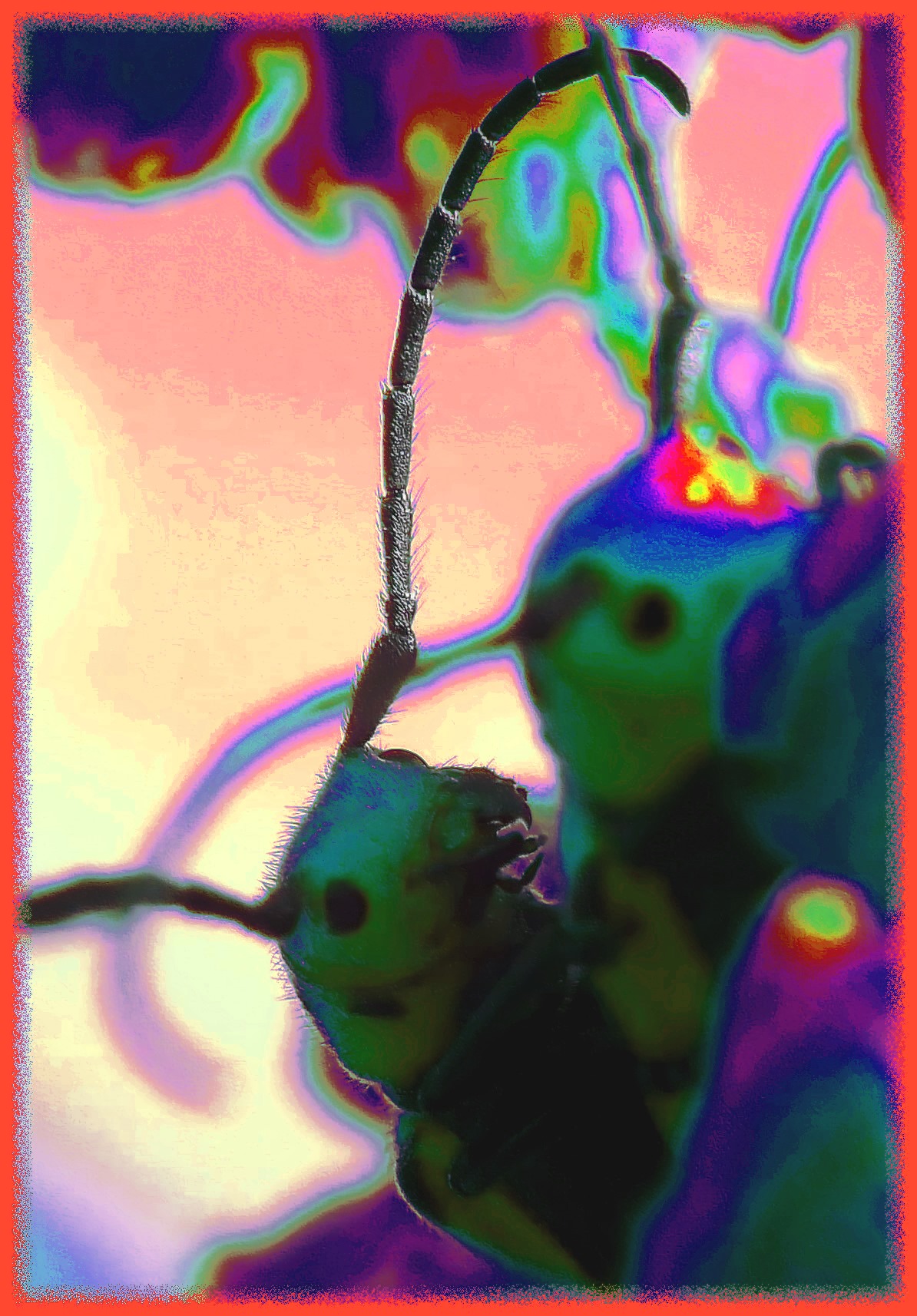 Red Milkweed Borer. (2) Photo by Thomas Peace c. 2016