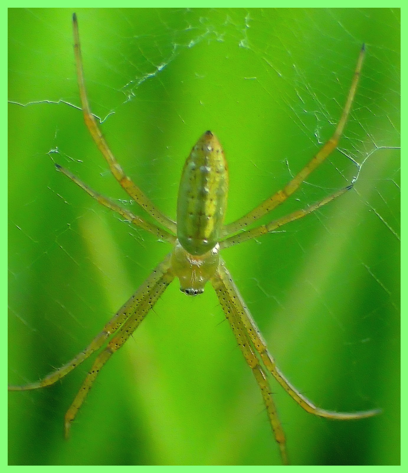 Mosquito Eater. Photo by Thomas Peace c. 2016