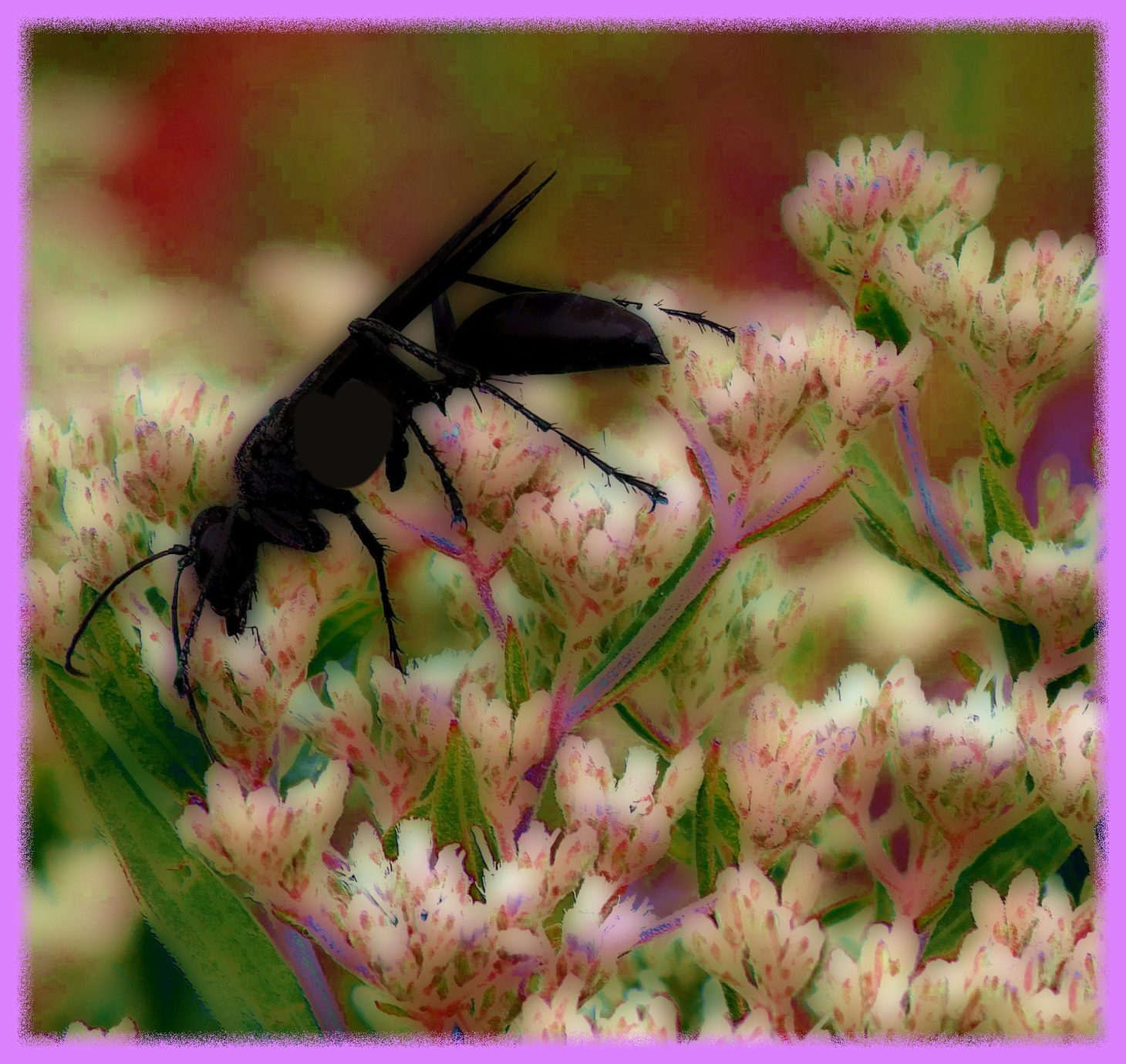 Black and White. (2) Photo by Thomas Peace c. 2016