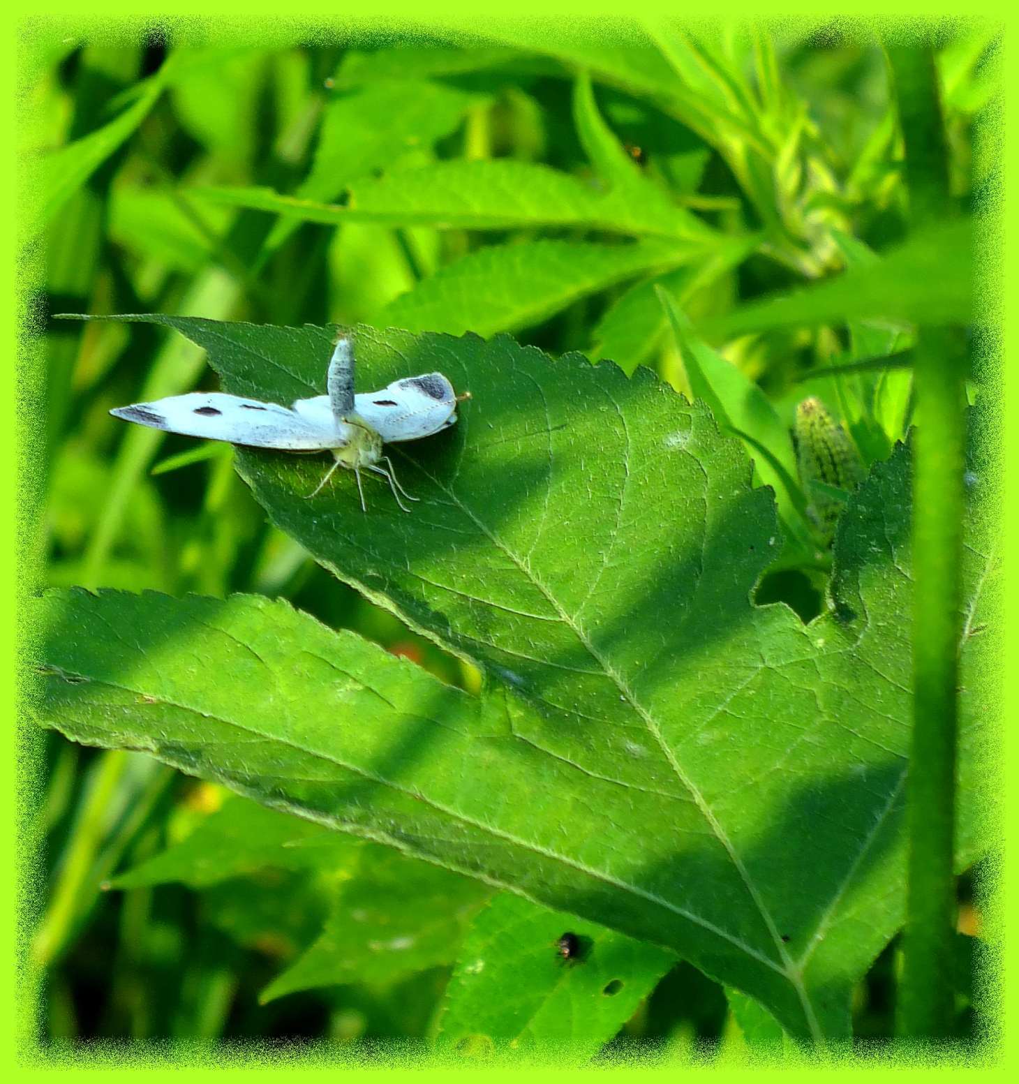 Bottoms up! (1) Photo by Thomas Peace c. 2016