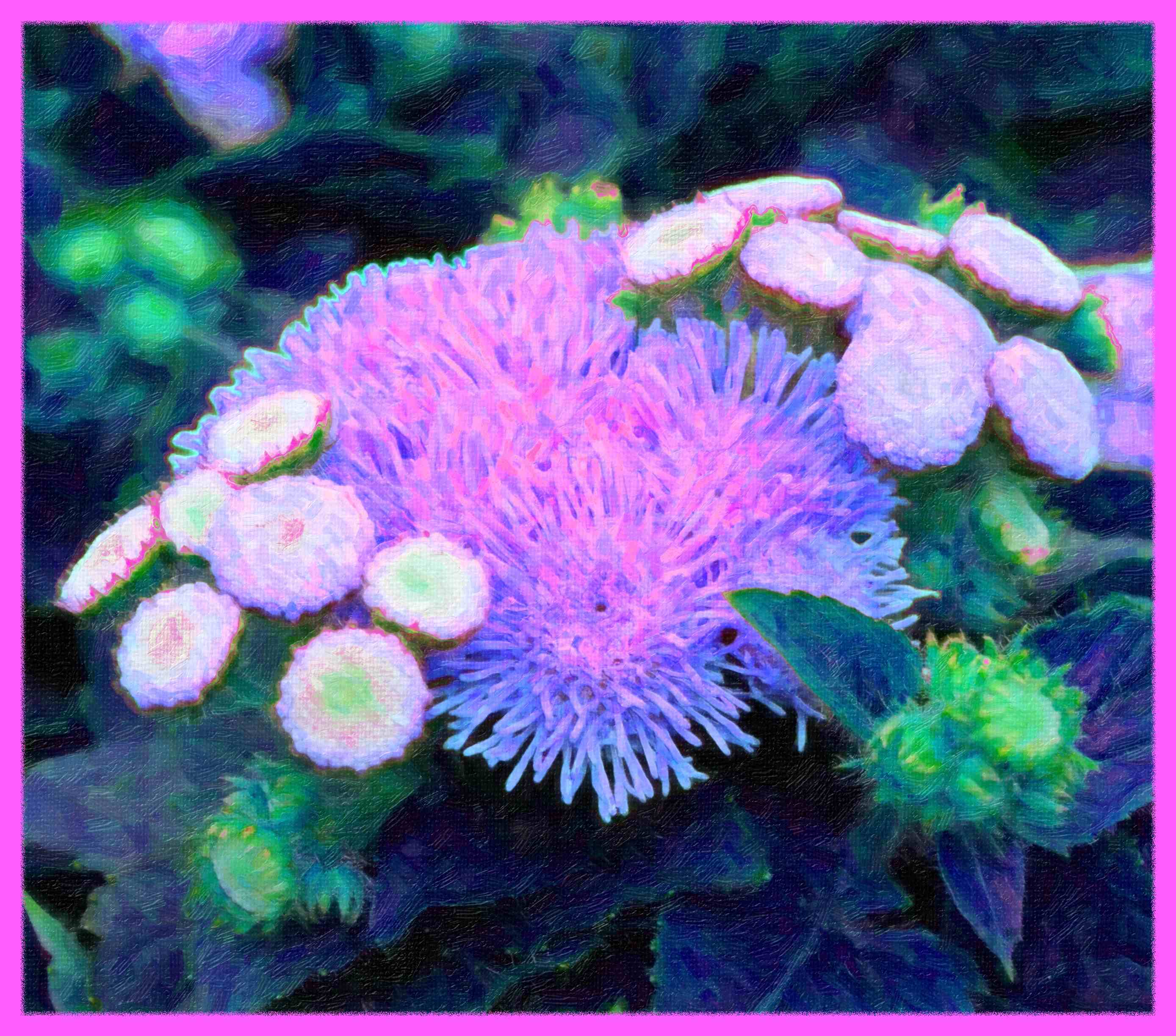  Anemone-like (2) Photo by Thomas Peace c. 2016 