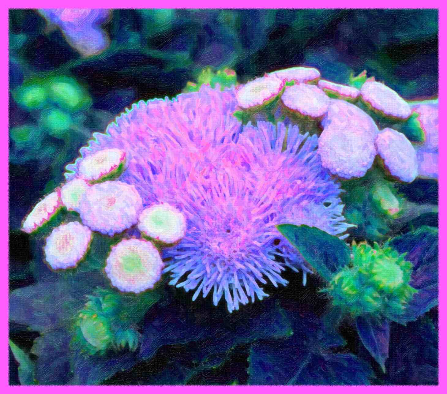 Anemone-like (2) Photo by Thomas Peace c. 2016