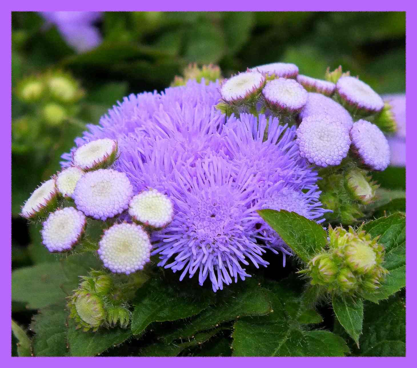 Anemone-like (1) Photo by Thomas Peace c. 2016