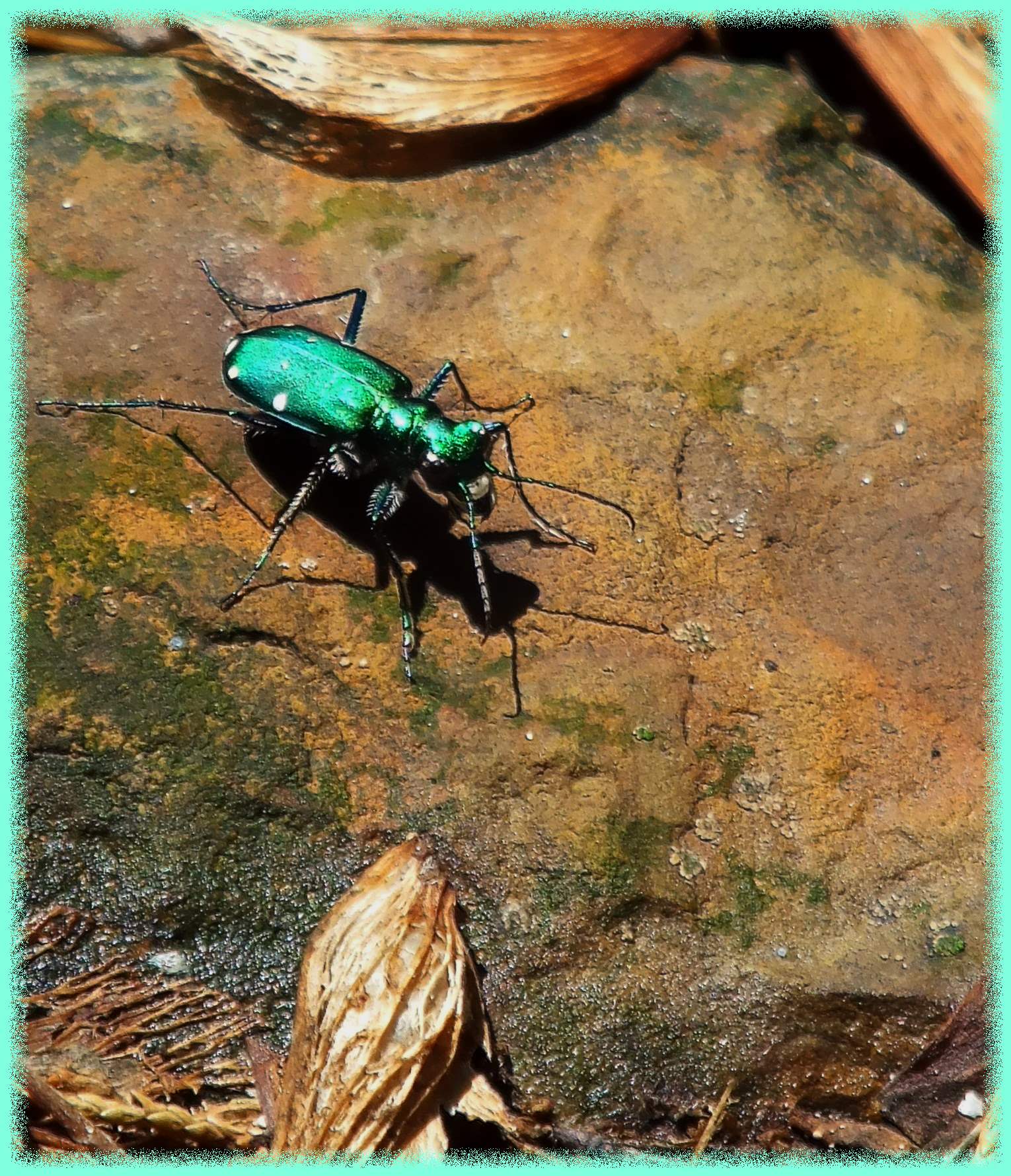 In the backyard. Photo by Thomas Peace c. 2016