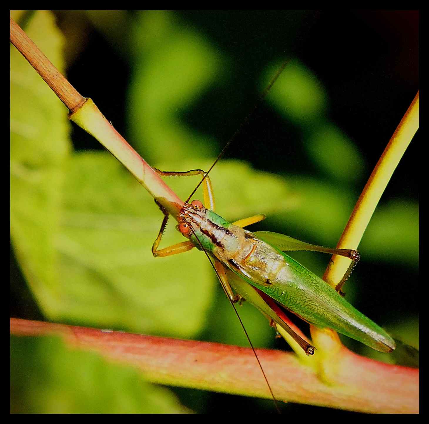 On the Tightrope of Life. Photo by Thomas Peace c. 2016