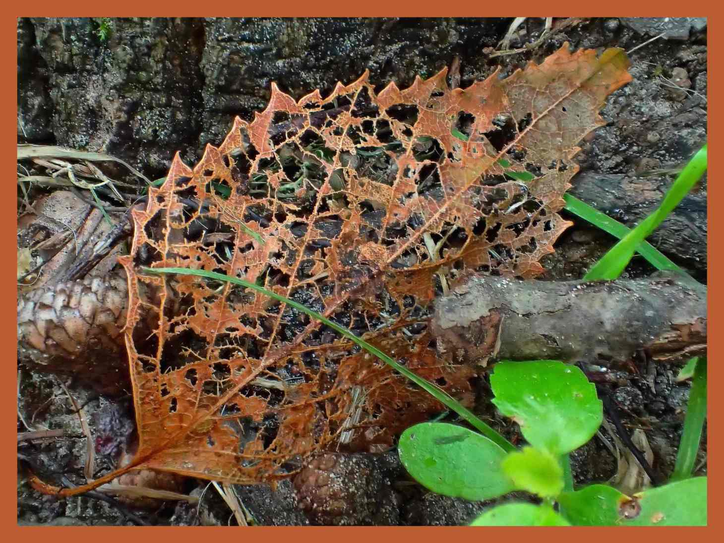 life and death forever together. Photo by Thomas Peace c. 2016