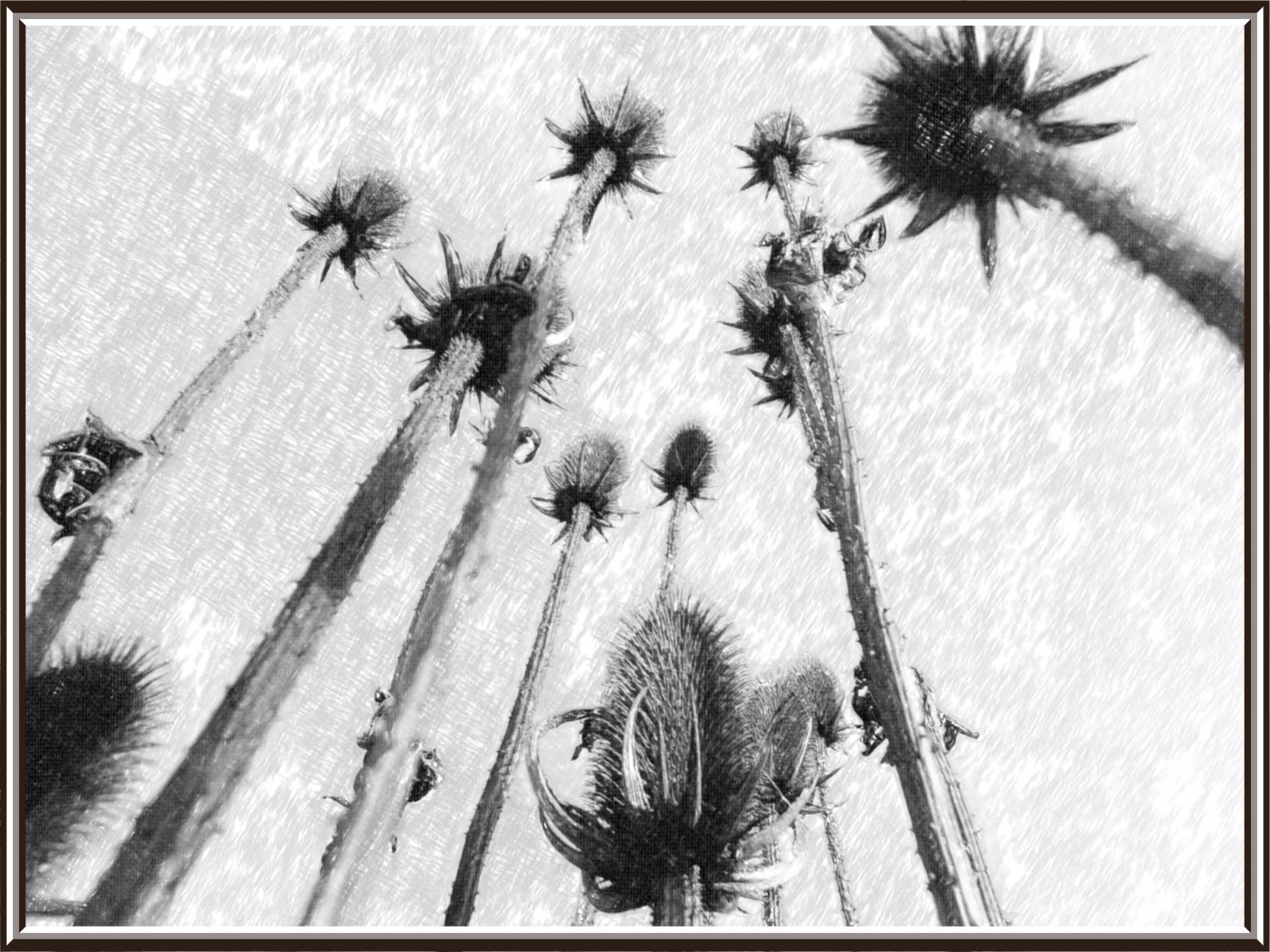 Reaching Still. (2) Photo by Thomas Peace c. 2016