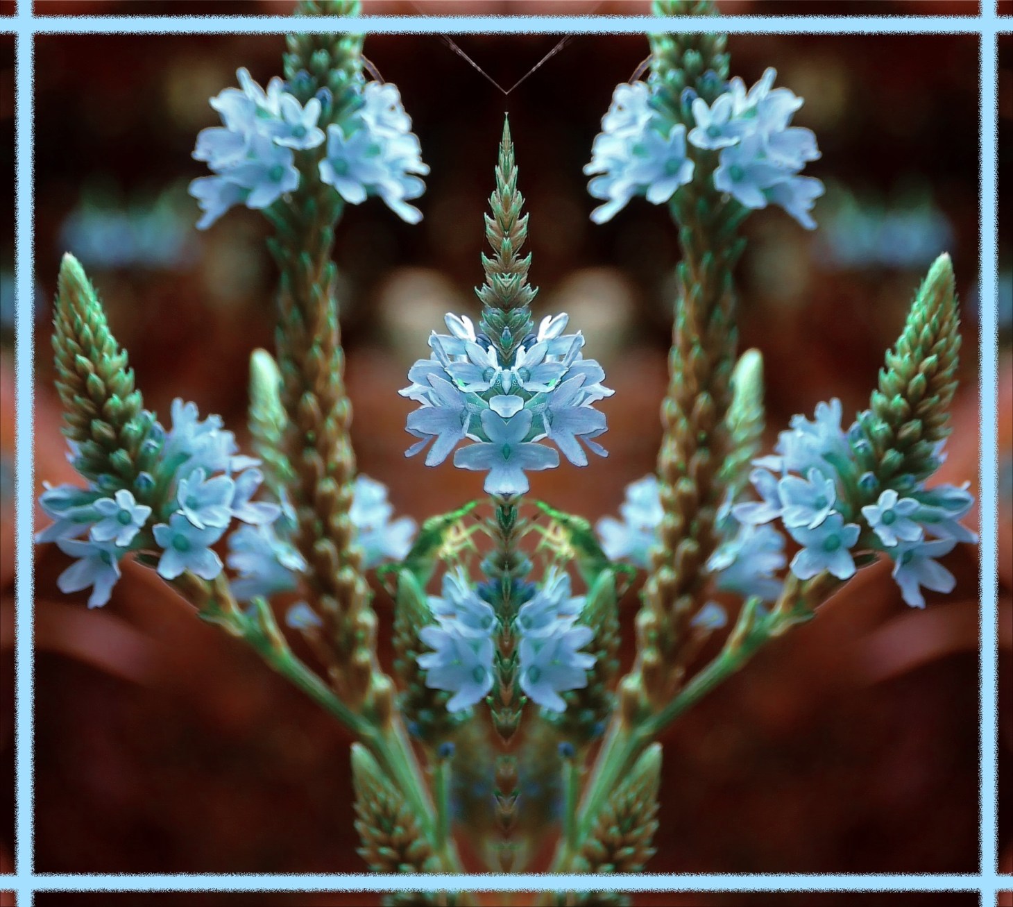 Window reflection flower with insect (2). Photo by Thomas Peace c. 2016