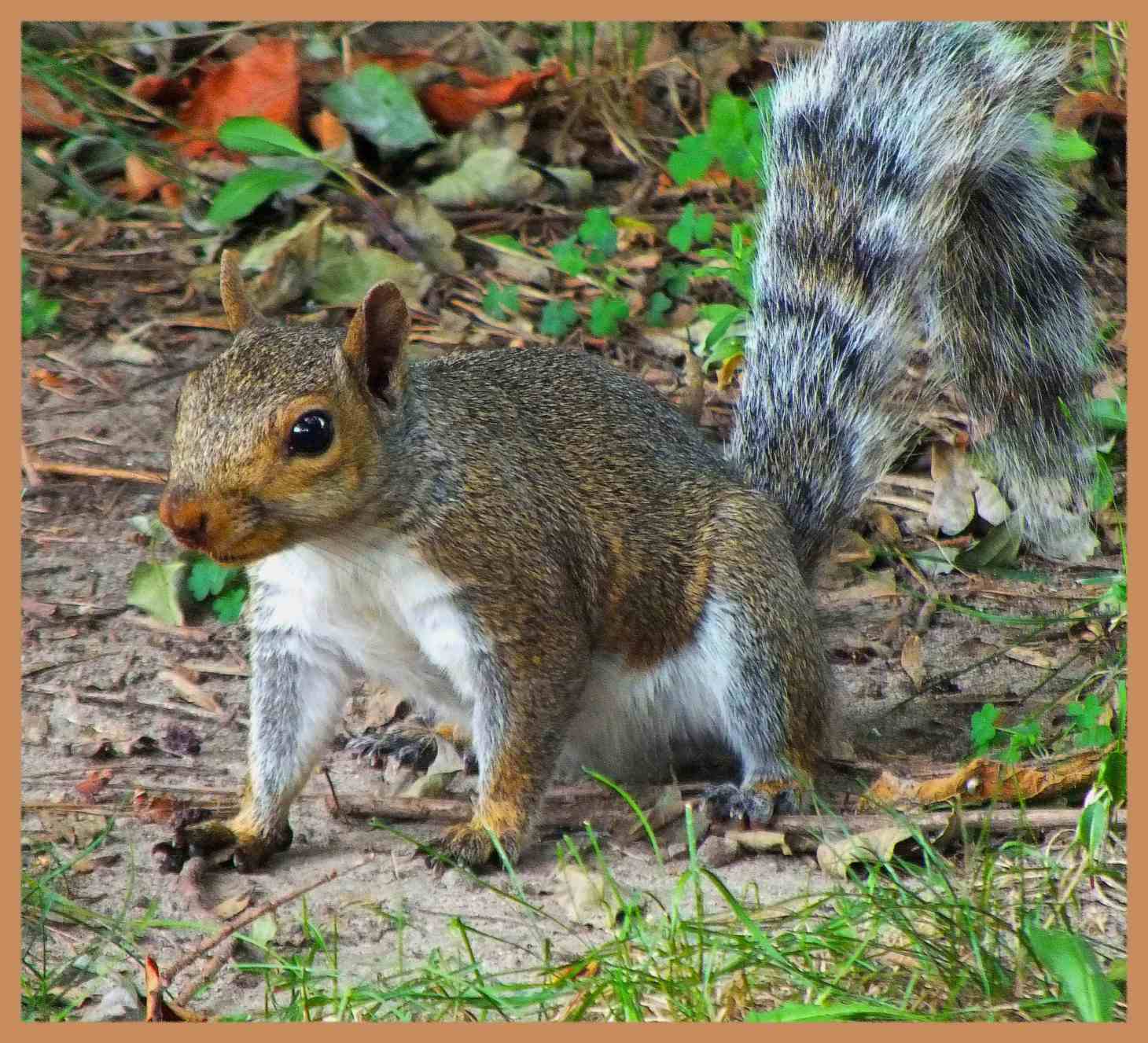 Squirrely. Photo by Thomas Peace c. 2016