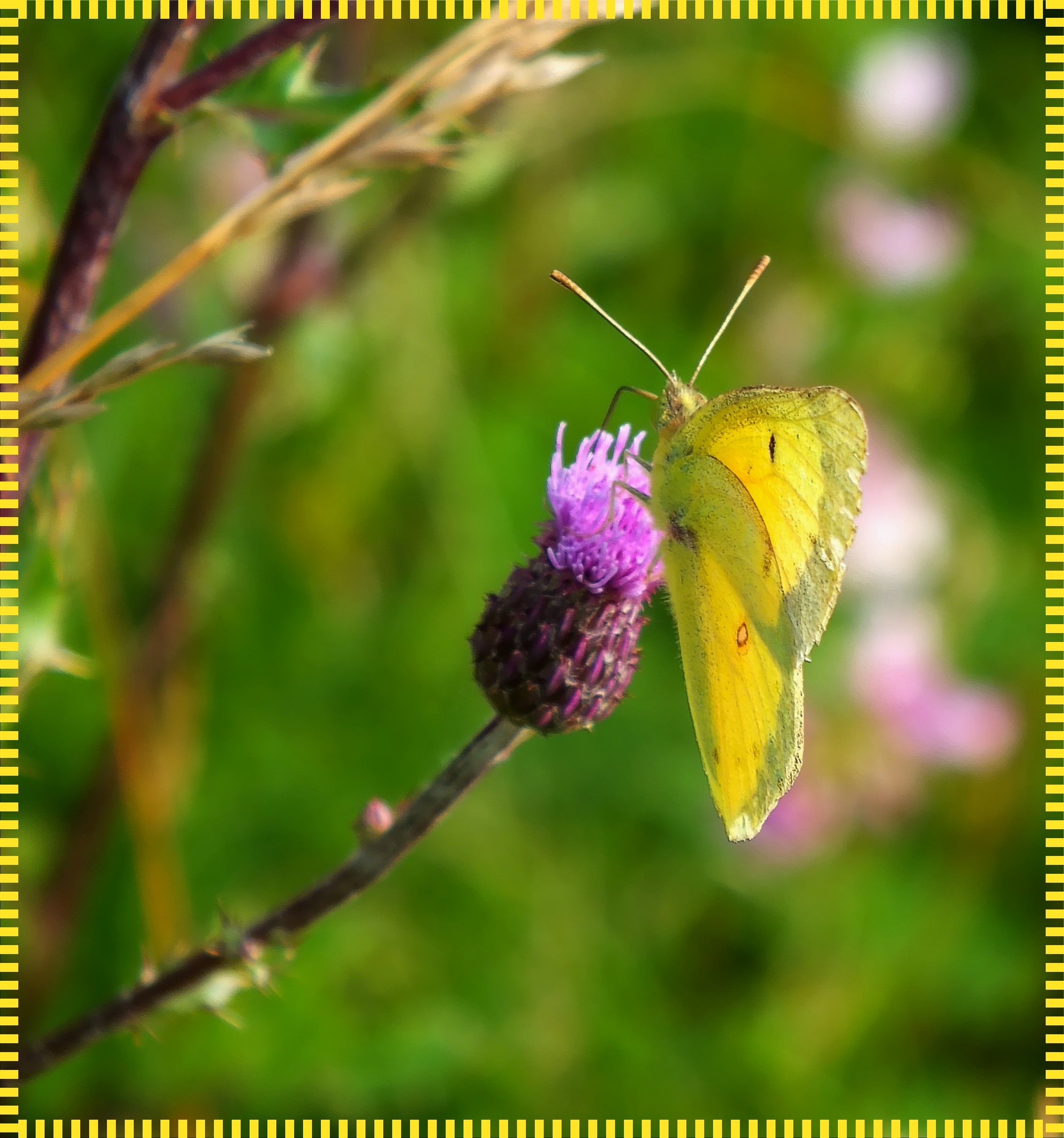  yew and eye. Photo by Thomas Peace c. 2016